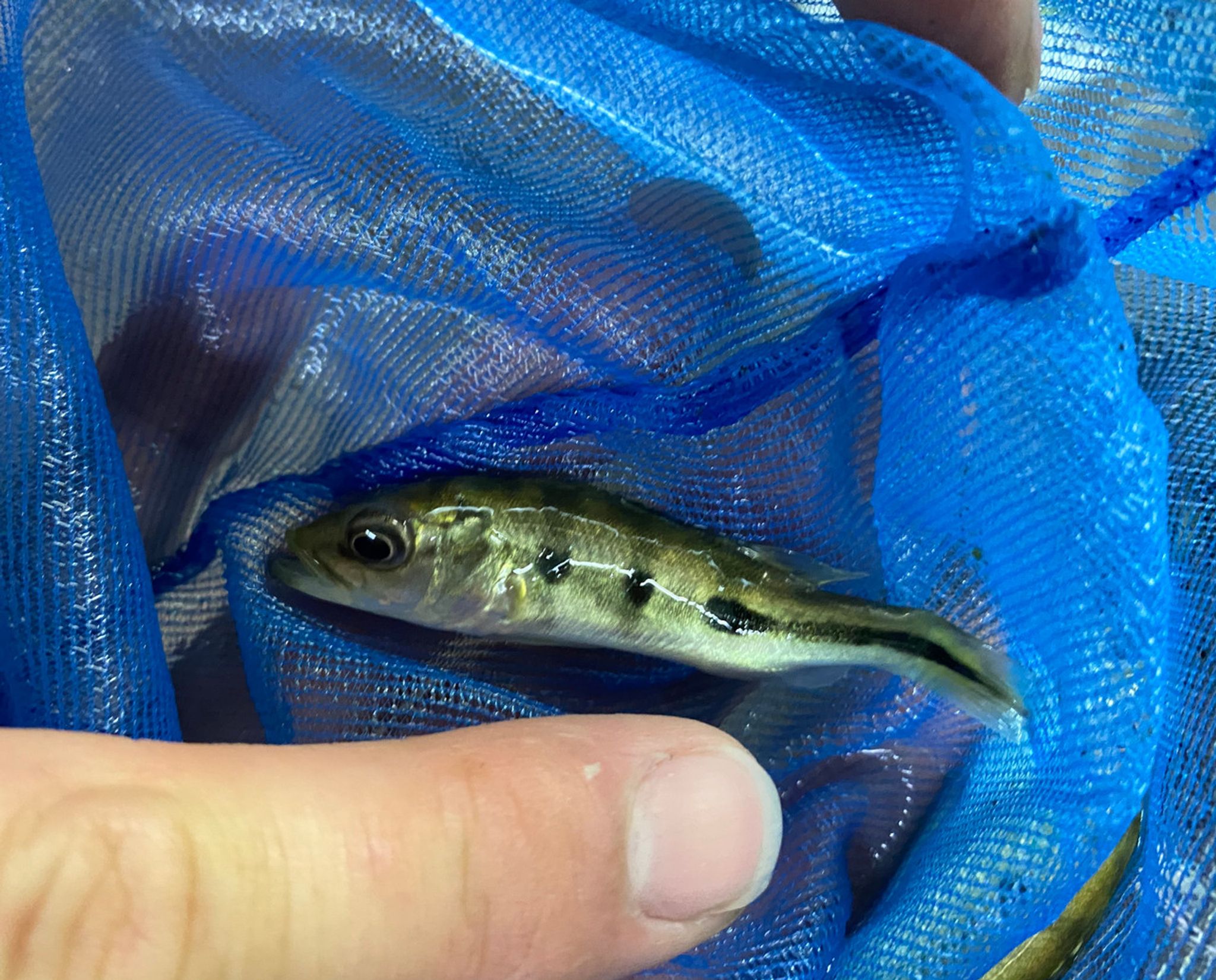 Azul Peacock Bass Fry