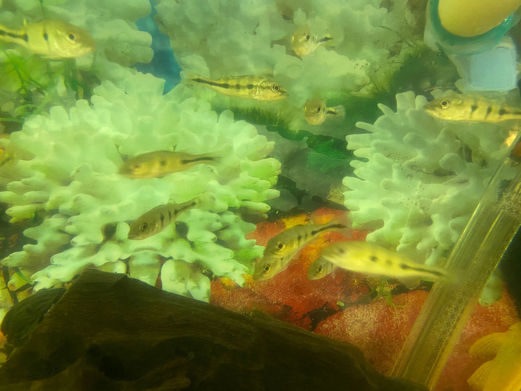Azul Peacock Bass Fry