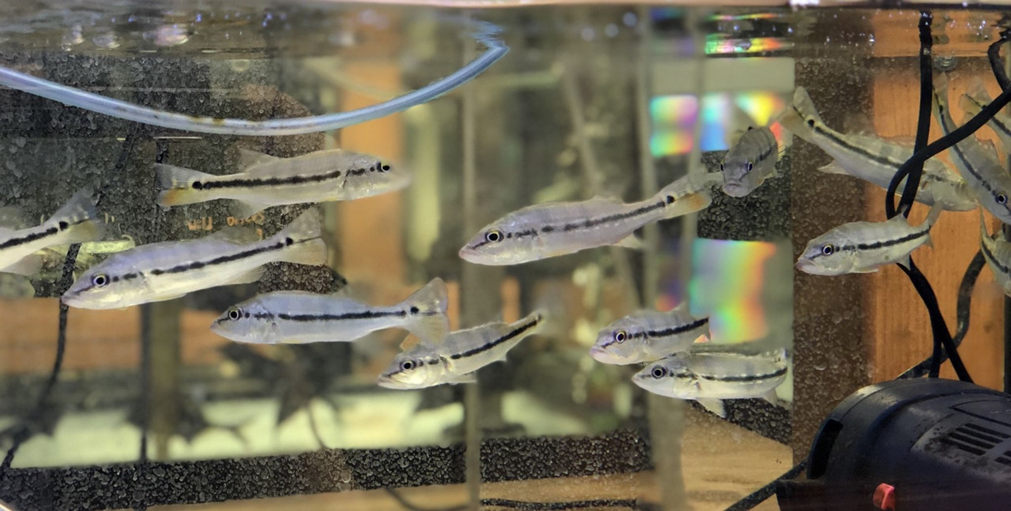 Azul Peacock Bass