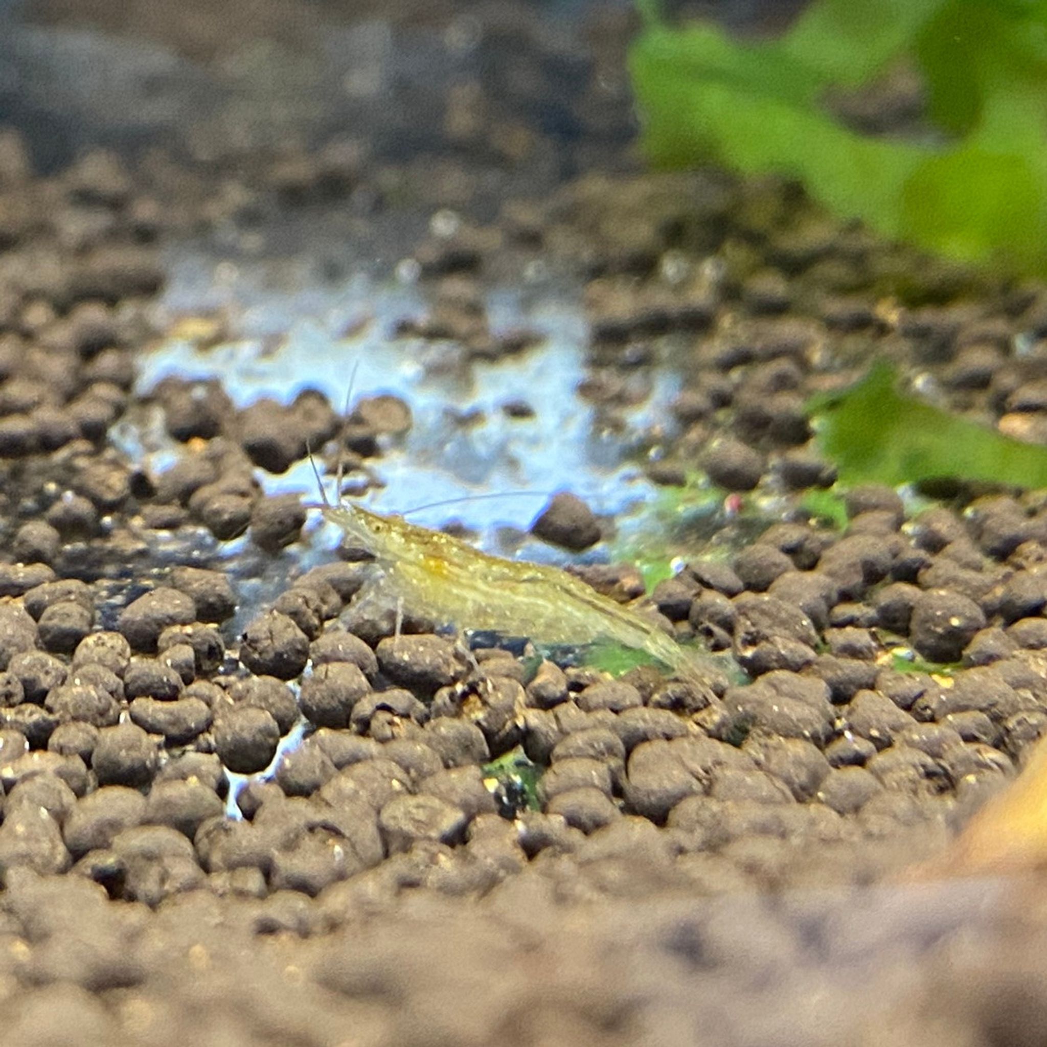 BABAULTI GREEN SHRIMP