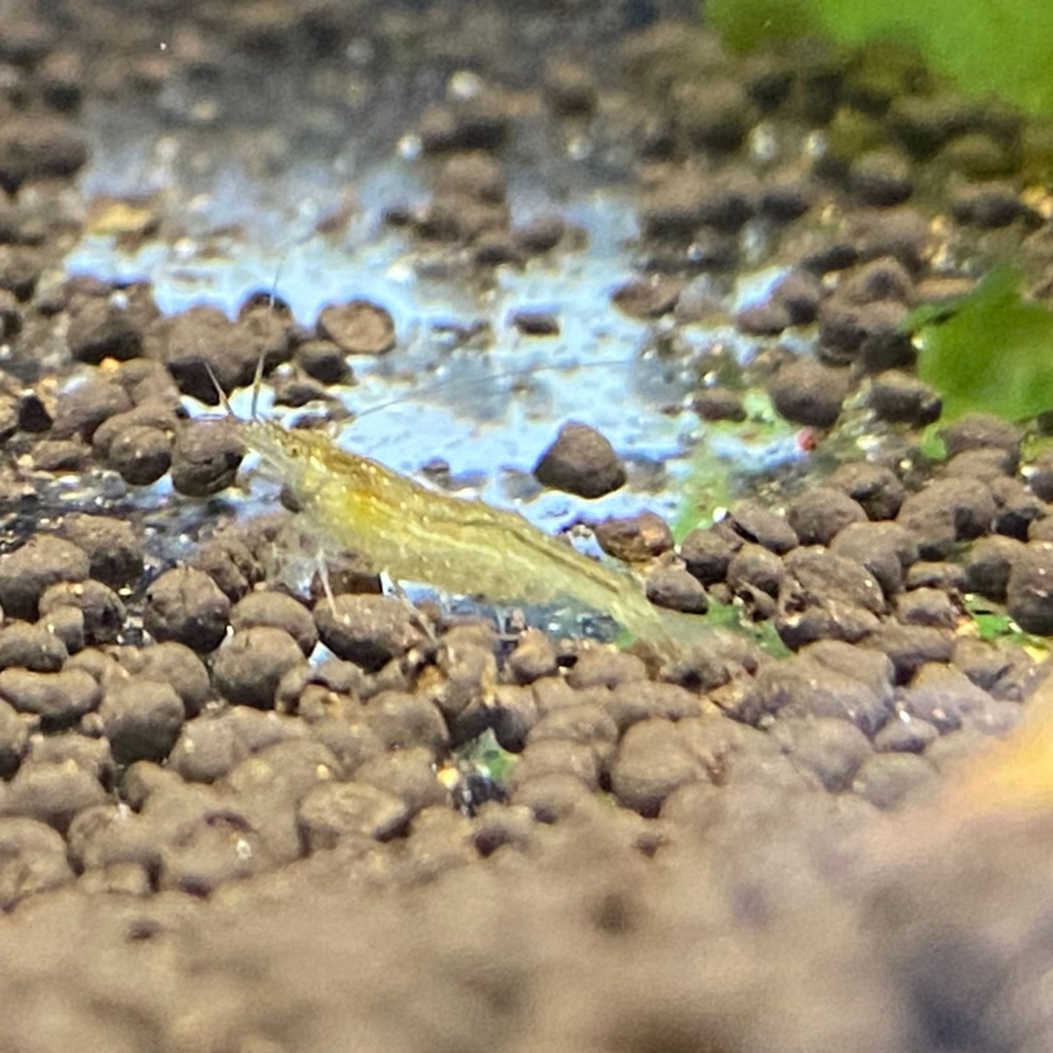 BABAULTI GREEN SHRIMP