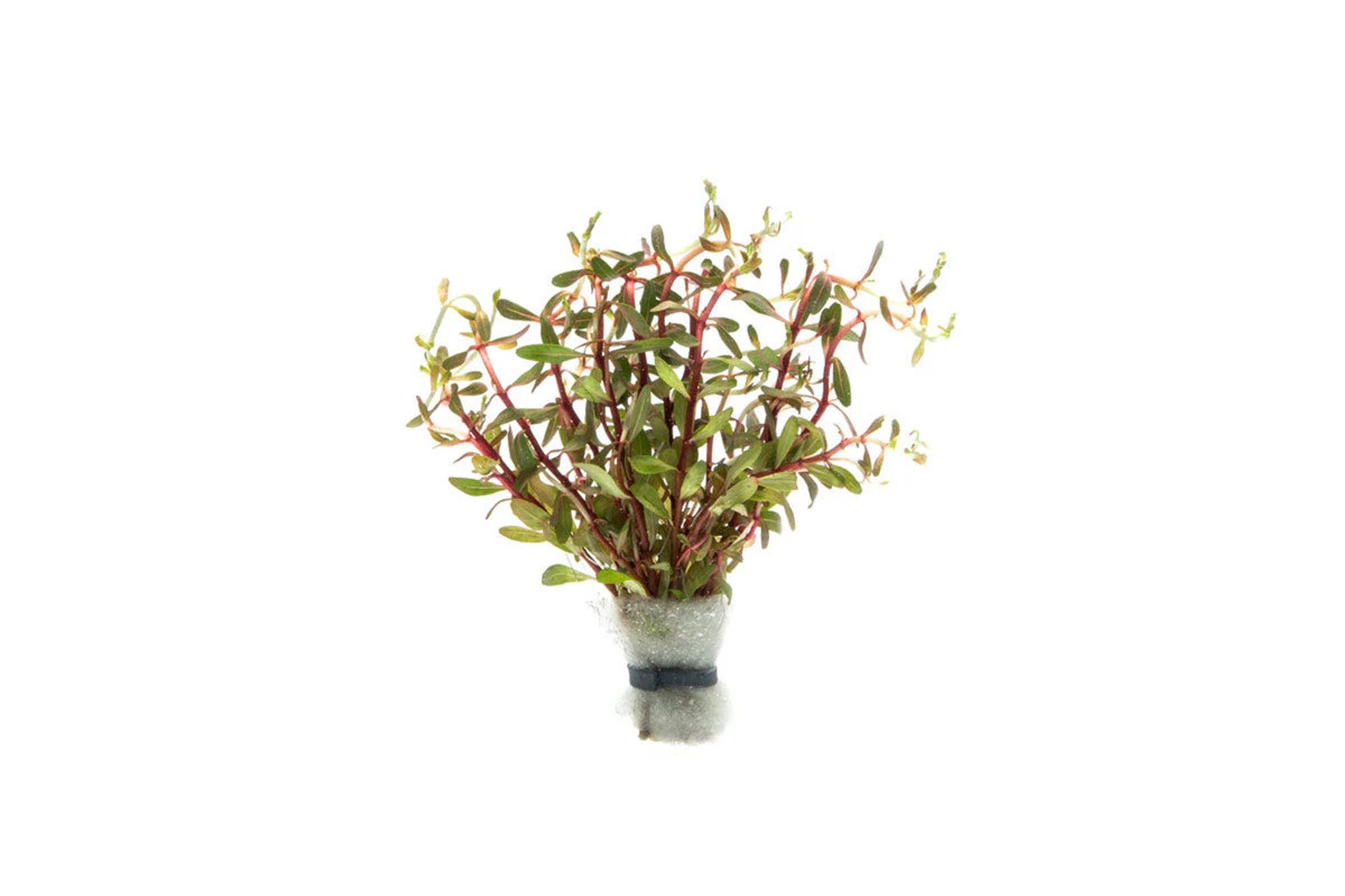 Bacopa Araguai