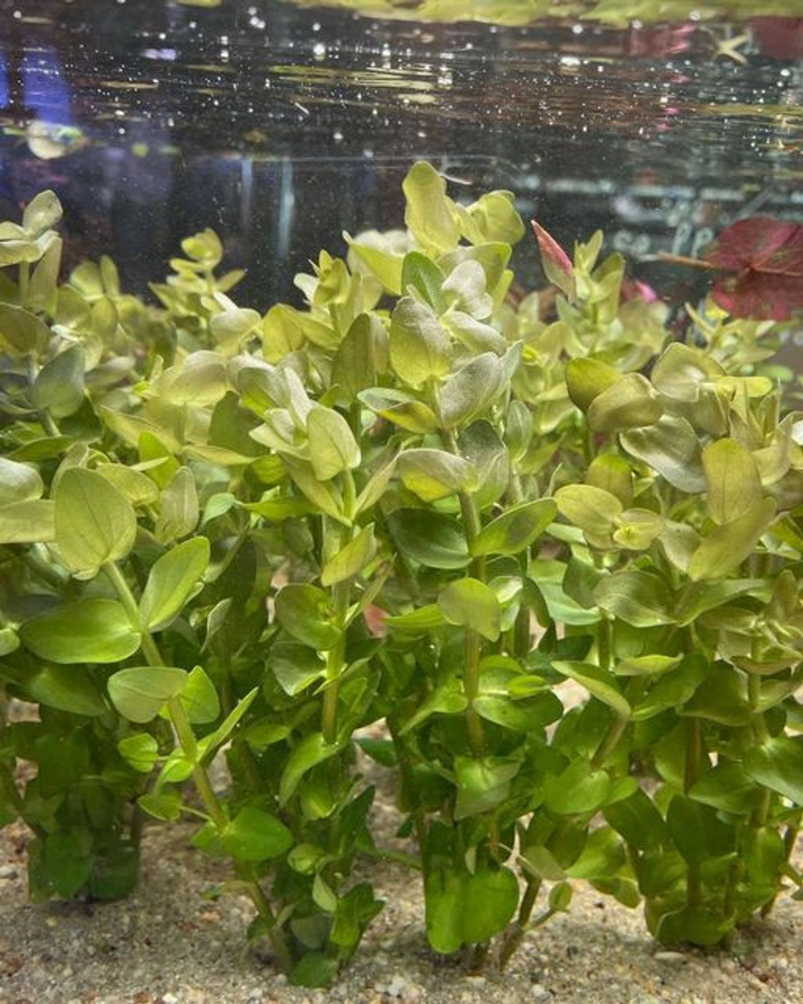 Bacopa Caroliniana Tissue Culture