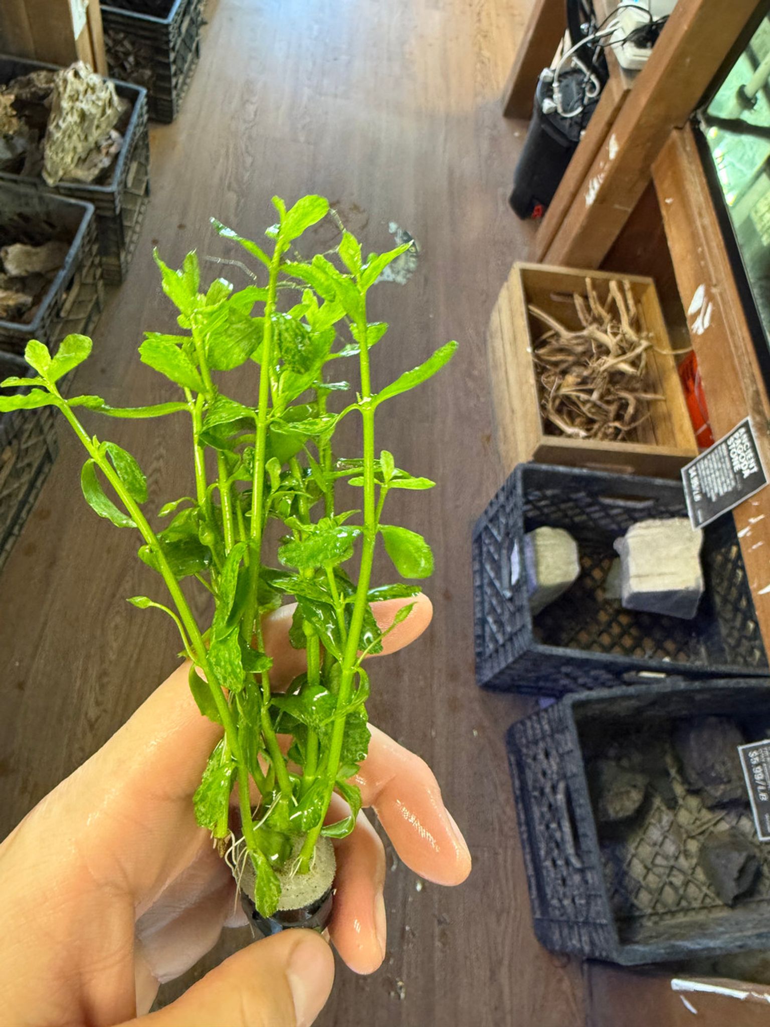 Bacopa Compacta Bunch