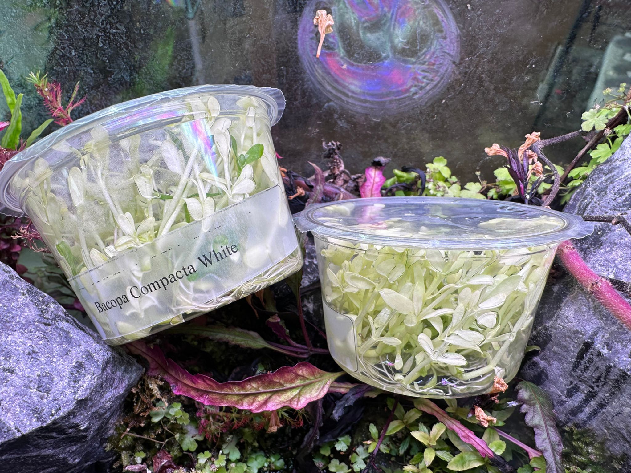 Bacopa Compacta White Tissue Culture