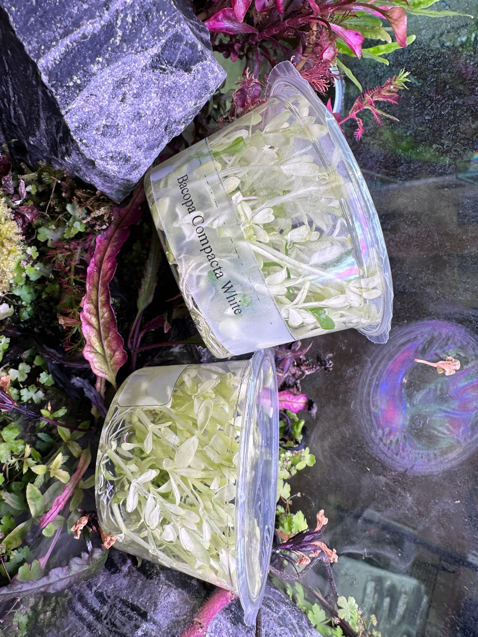 Bacopa Compacta White Tissue Culture