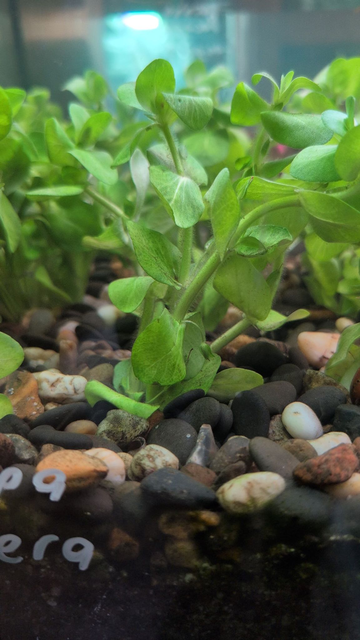 Bacopa Lanigera | Hairy Bacopa Aquarium Plant