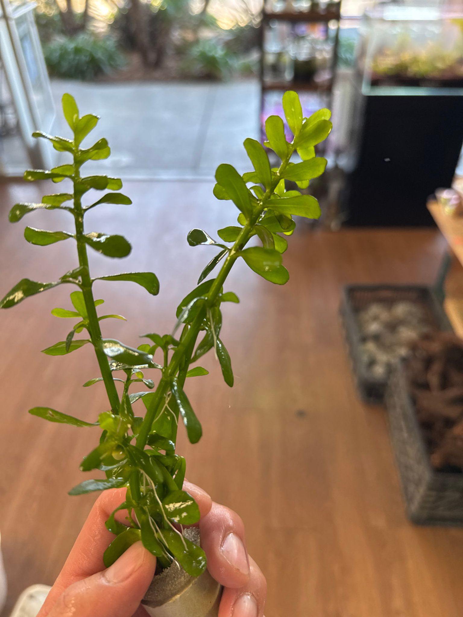 Bacopa Moneri Bunch