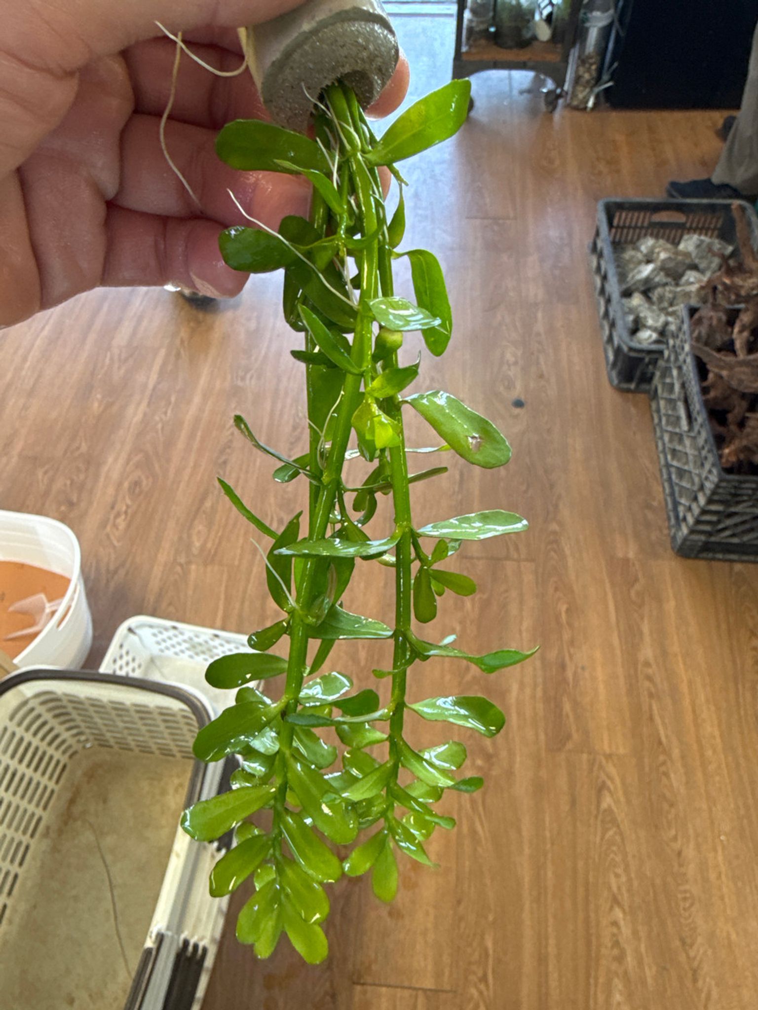 Bacopa Moneri Bunch