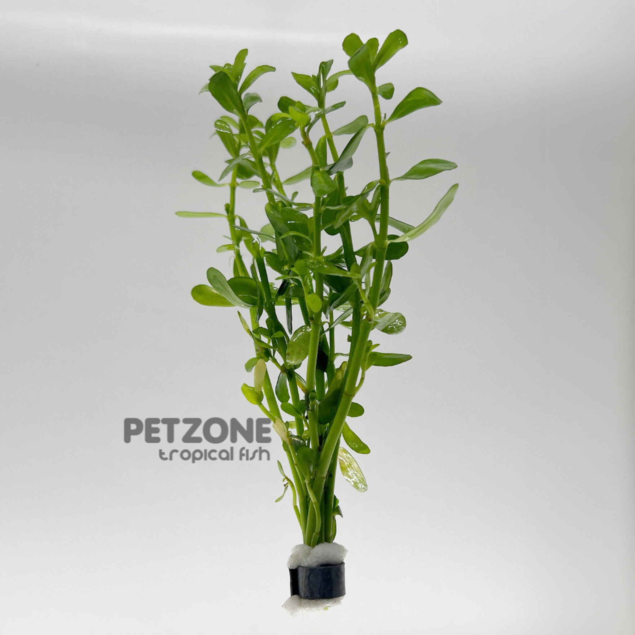Bacopa Moneri