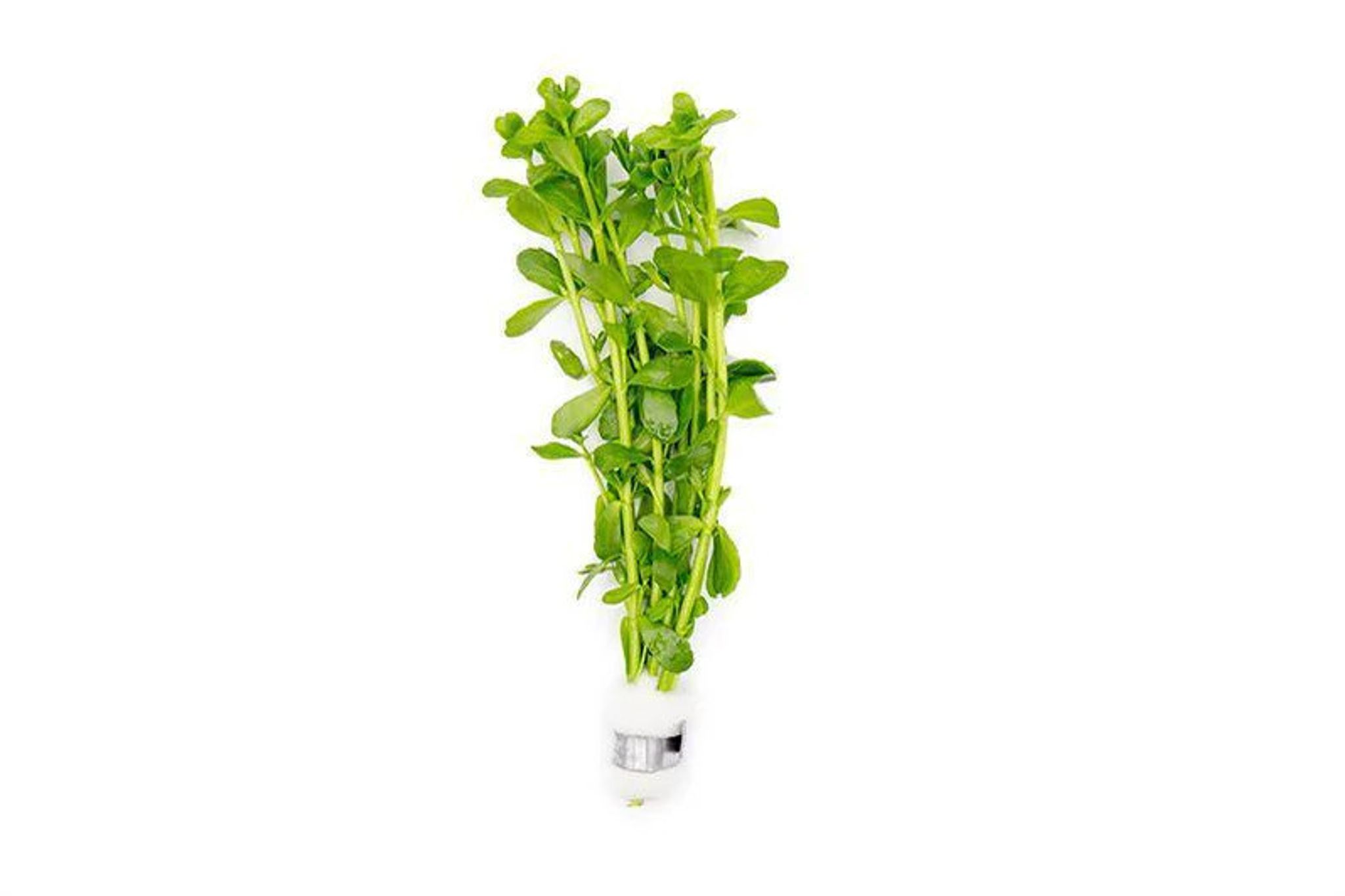 Bacopa Monniera Variegatus