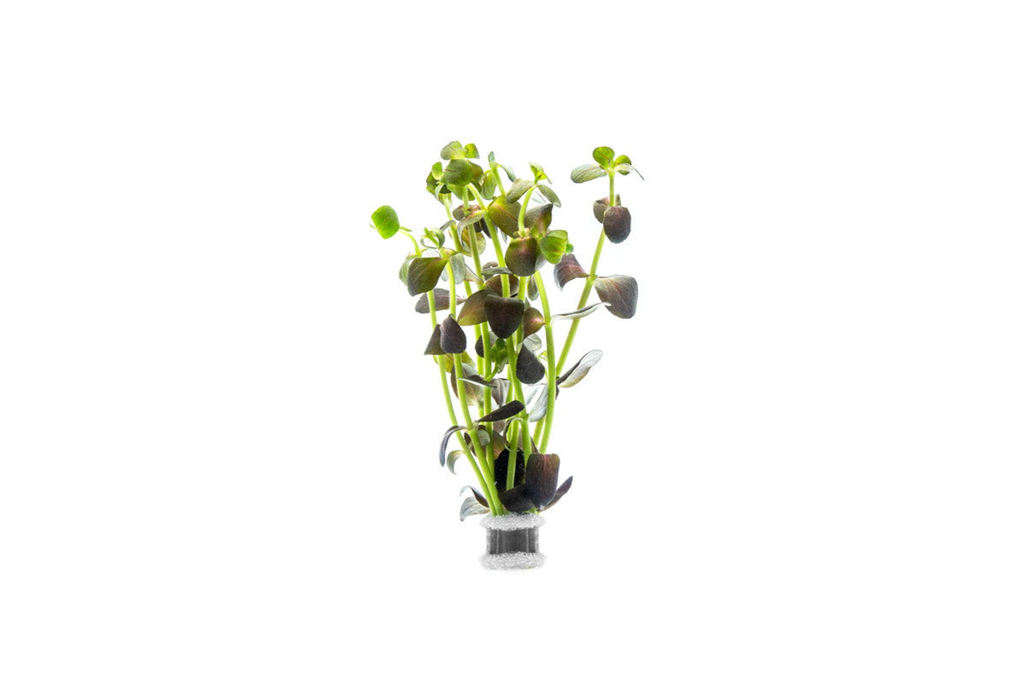 Bacopa Salzmanni Purple - Bunch