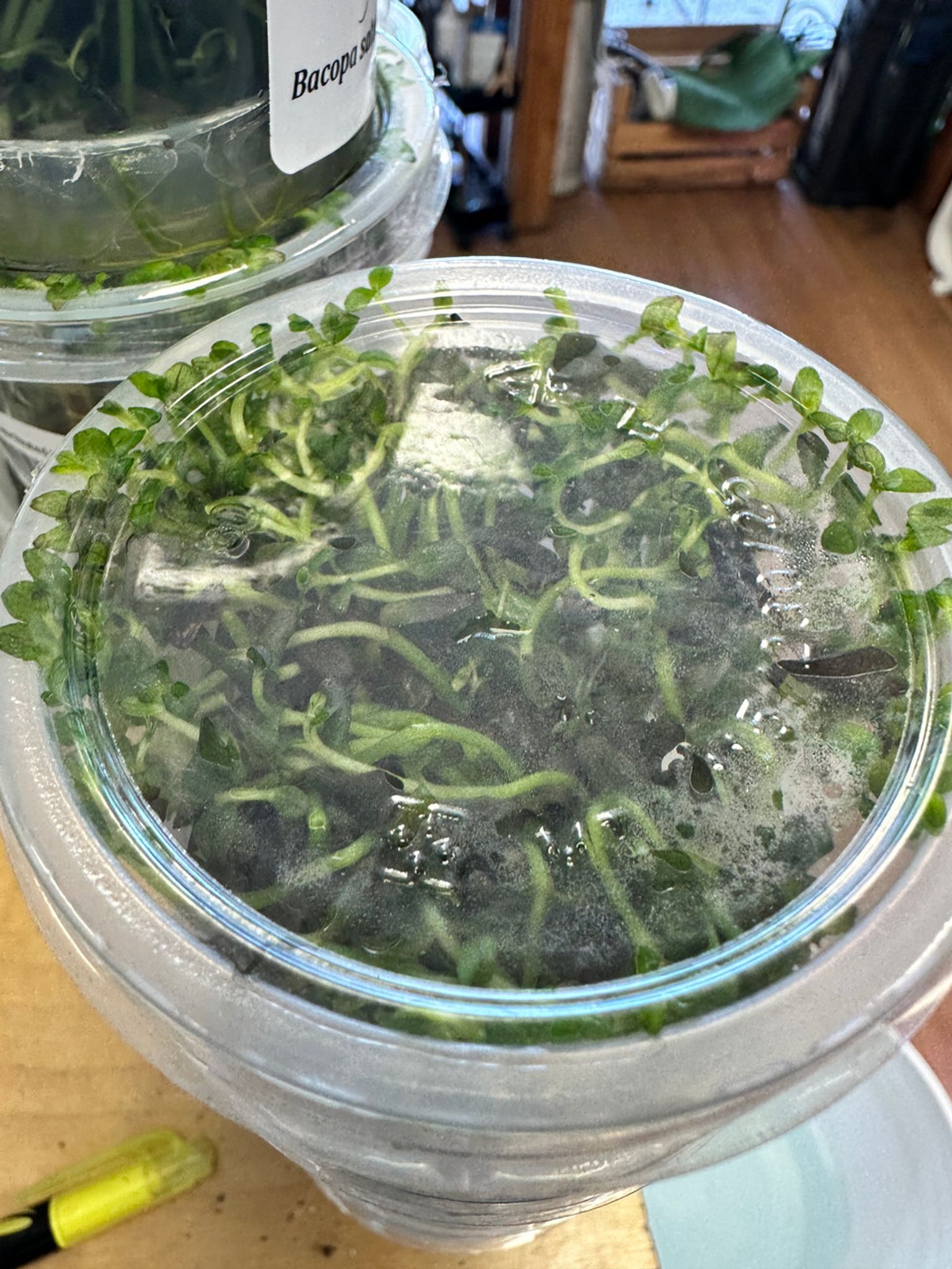 Bacopa Salzmannii Purple Aquatic Farmer Tissue Culture