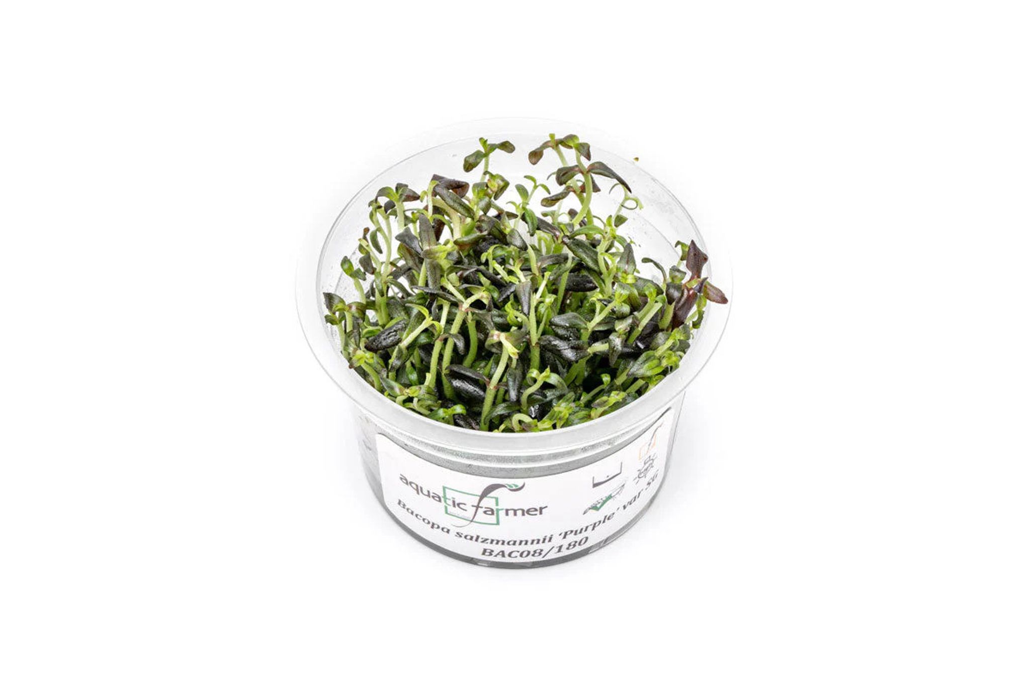 Bacopa Salzmannii Purple Bunched