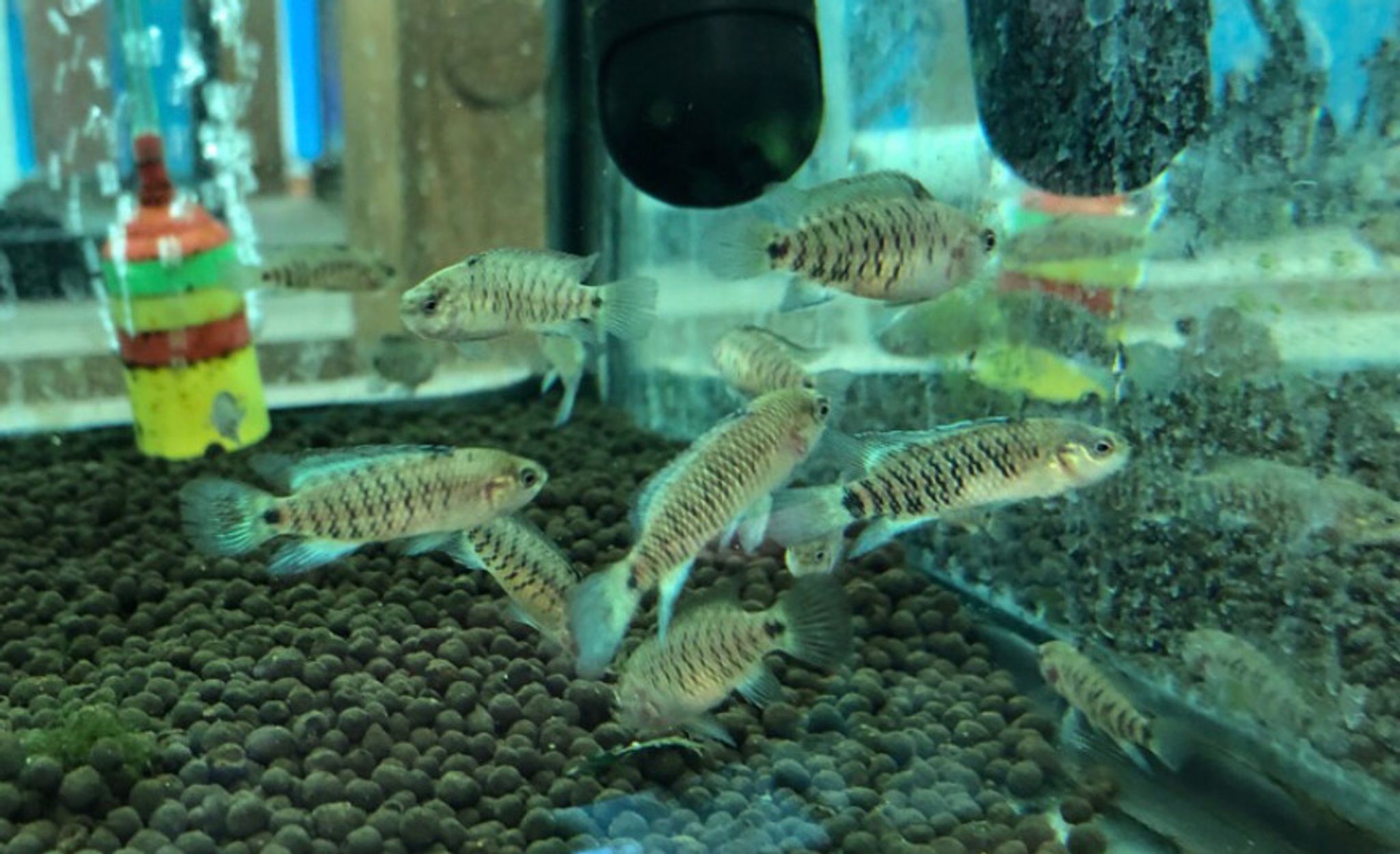 Badis