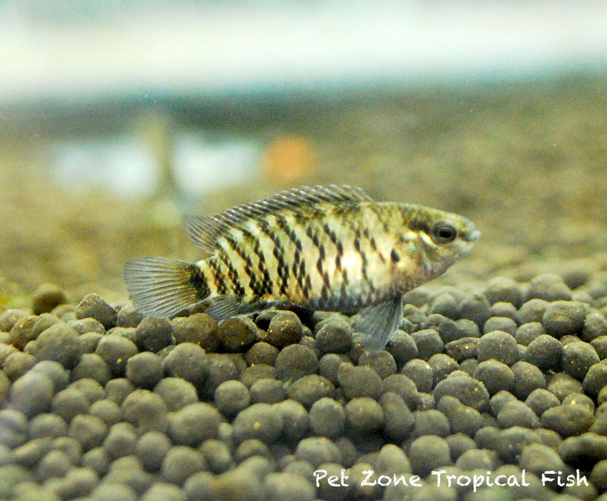 Badis