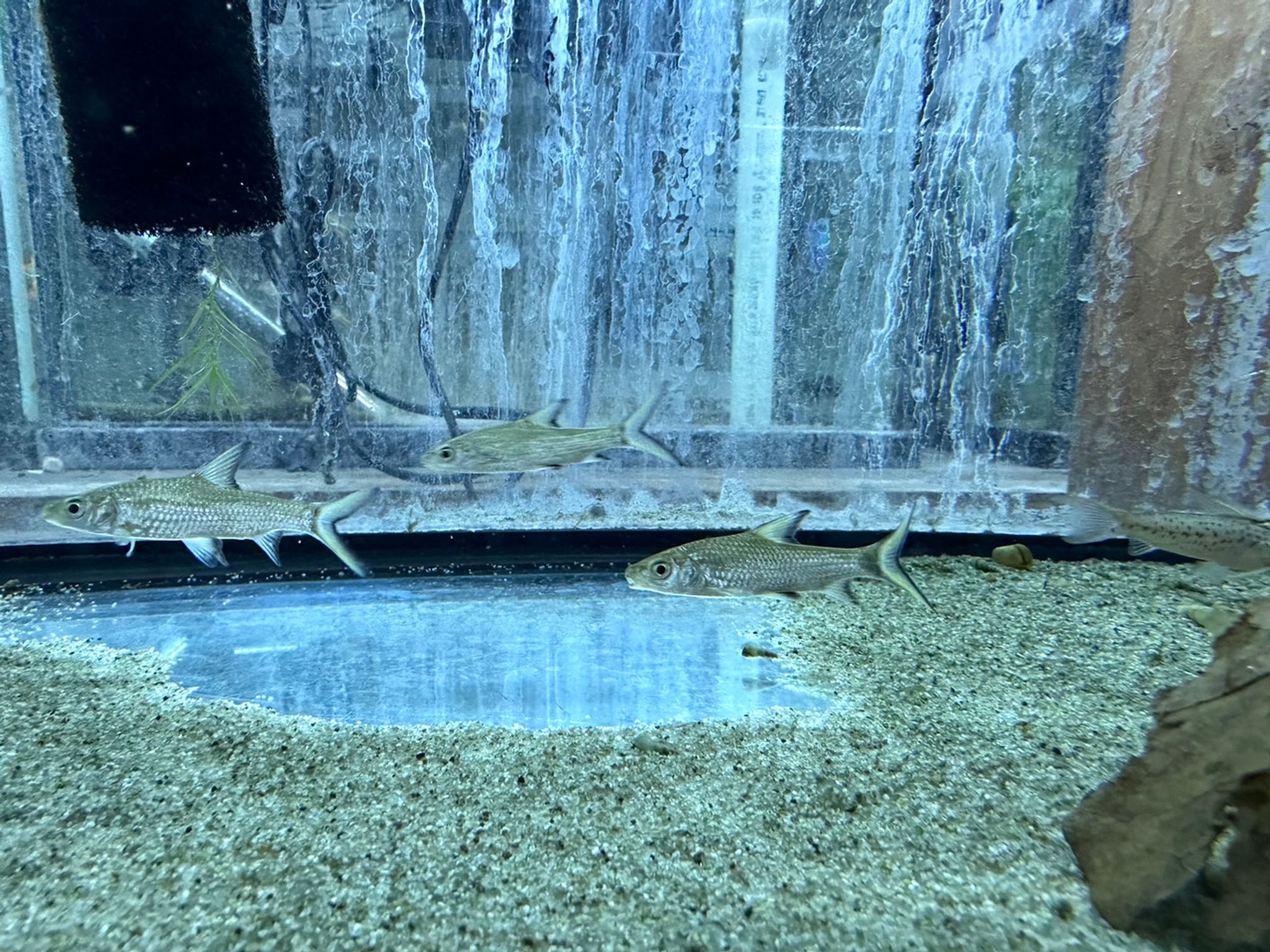 Bala Shark