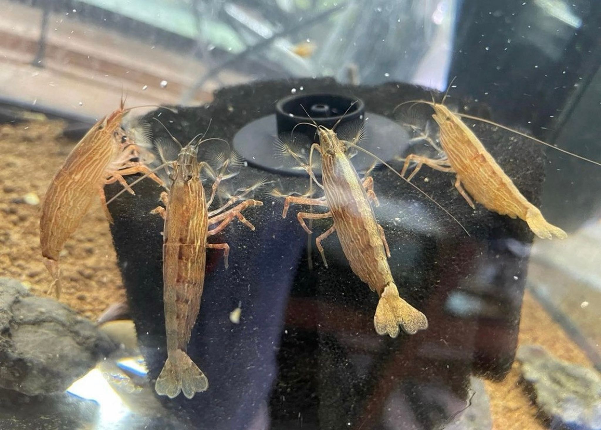 Bamboo Shrimp