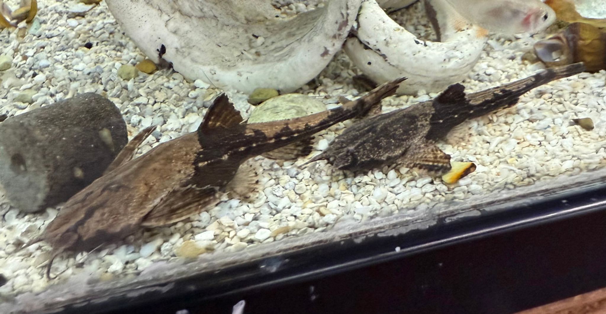 Banjo Catfish