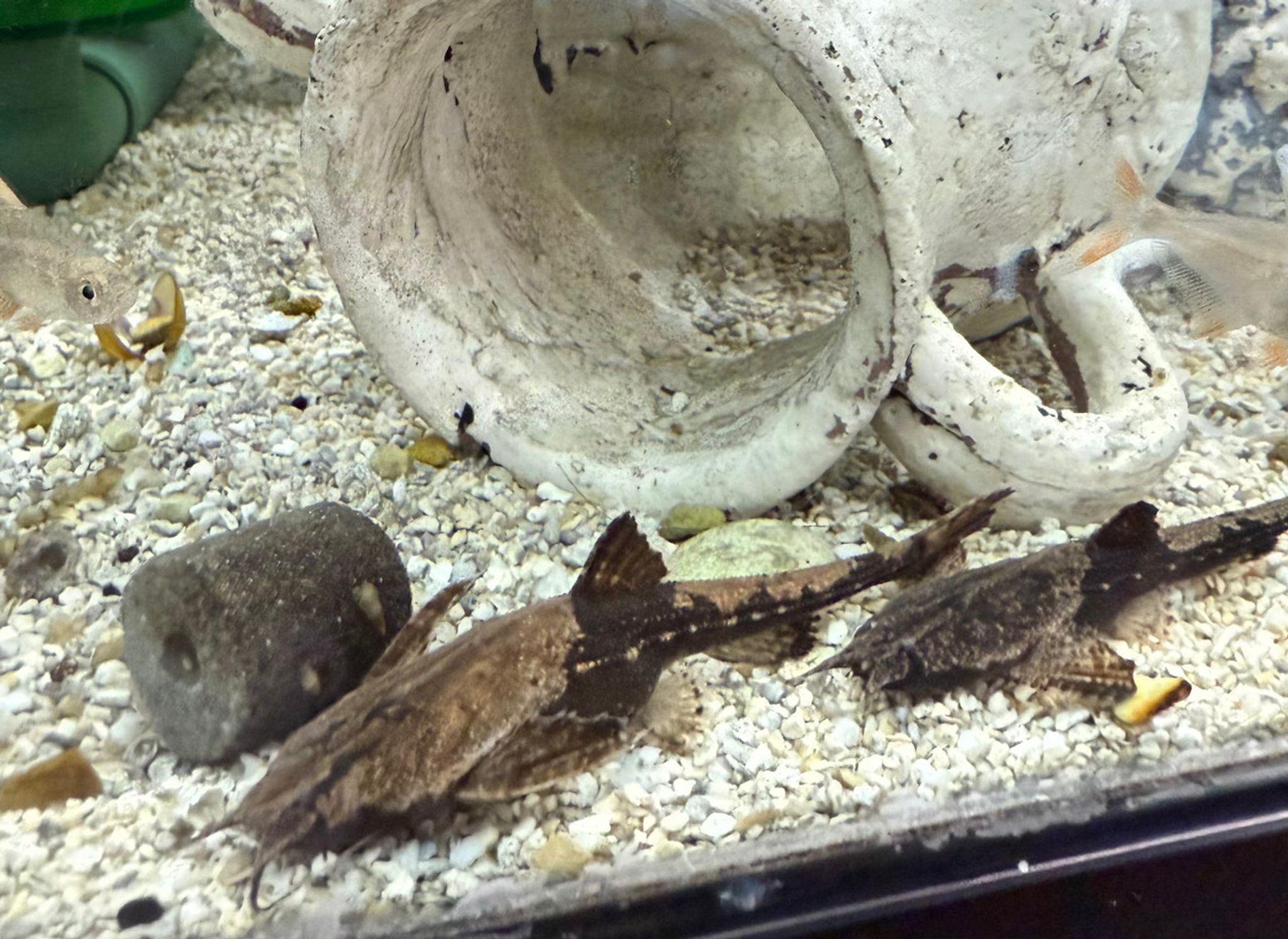 Banjo Catfish