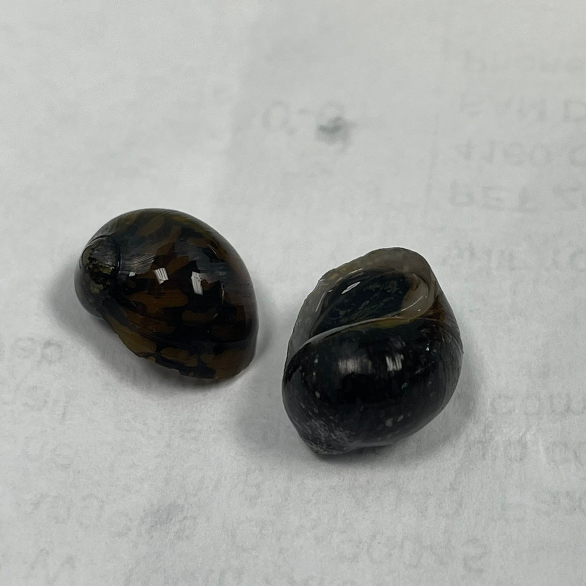 Batik Nerite Snail