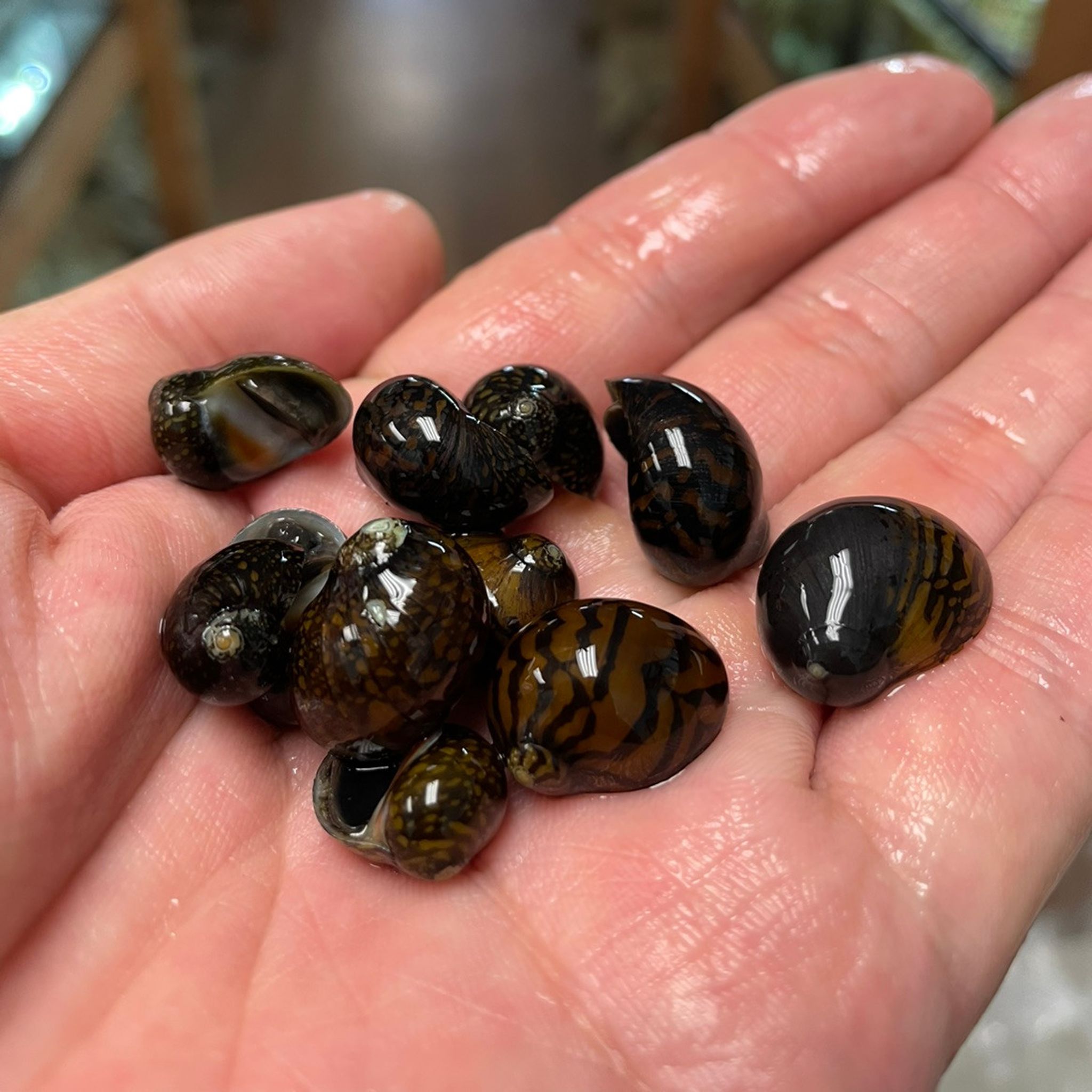 Batik Nerite Snail