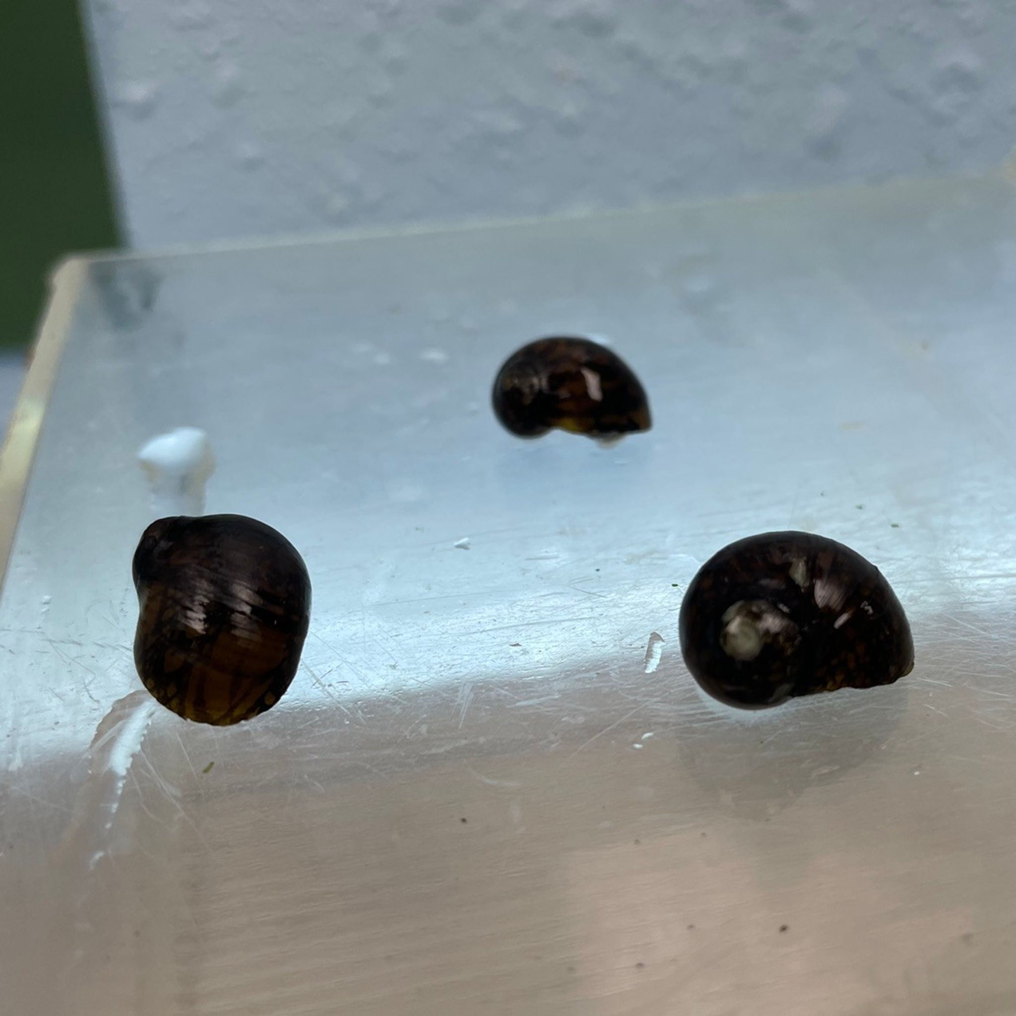 Batik Nerite Snail