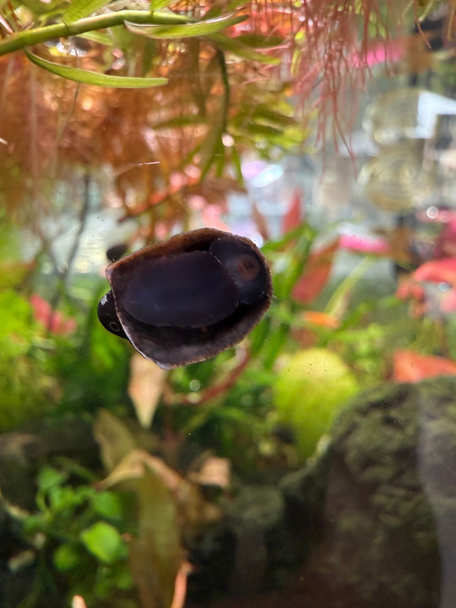 Batman Nerite Snail