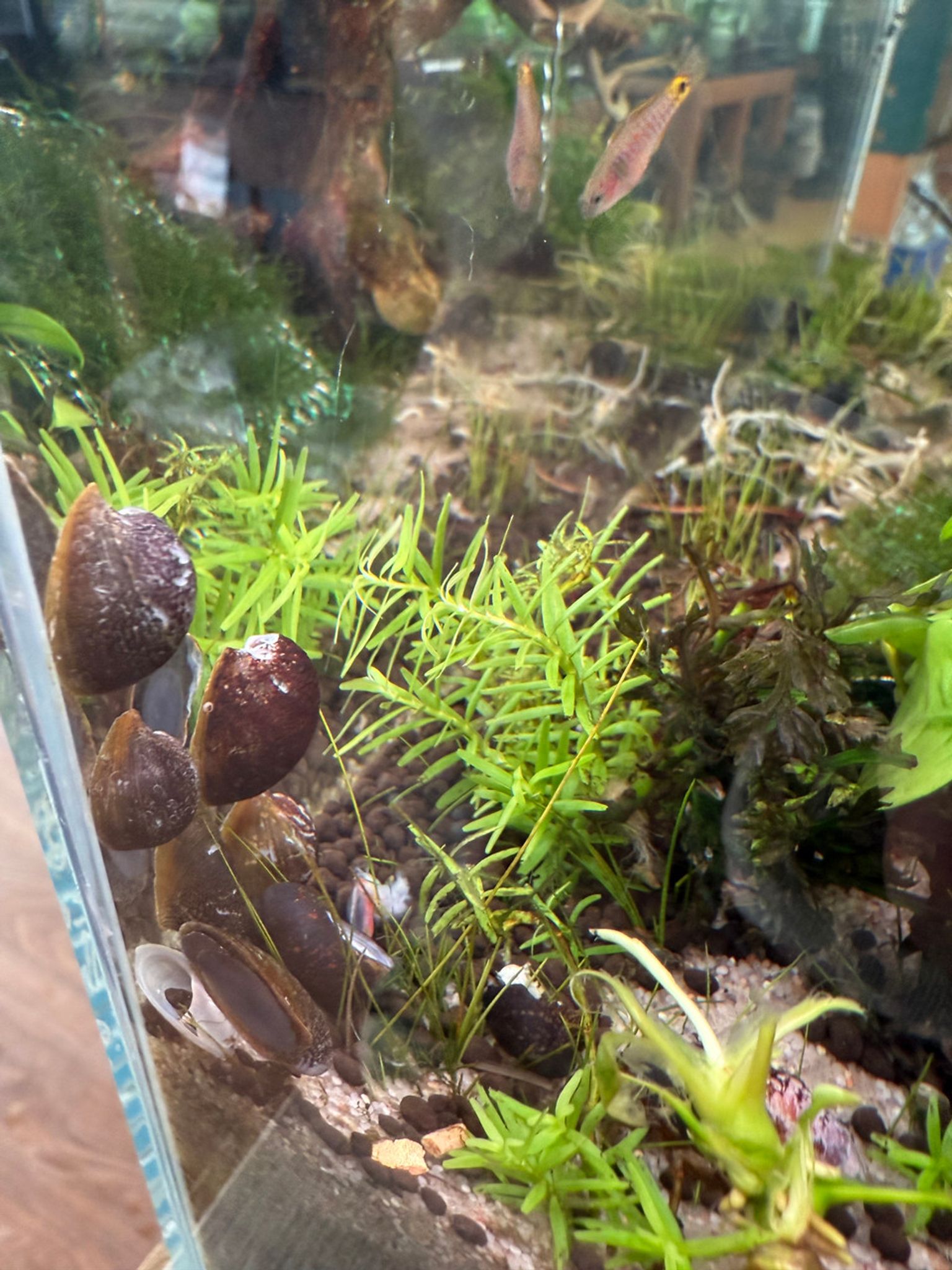 Batman Nerite Snail
