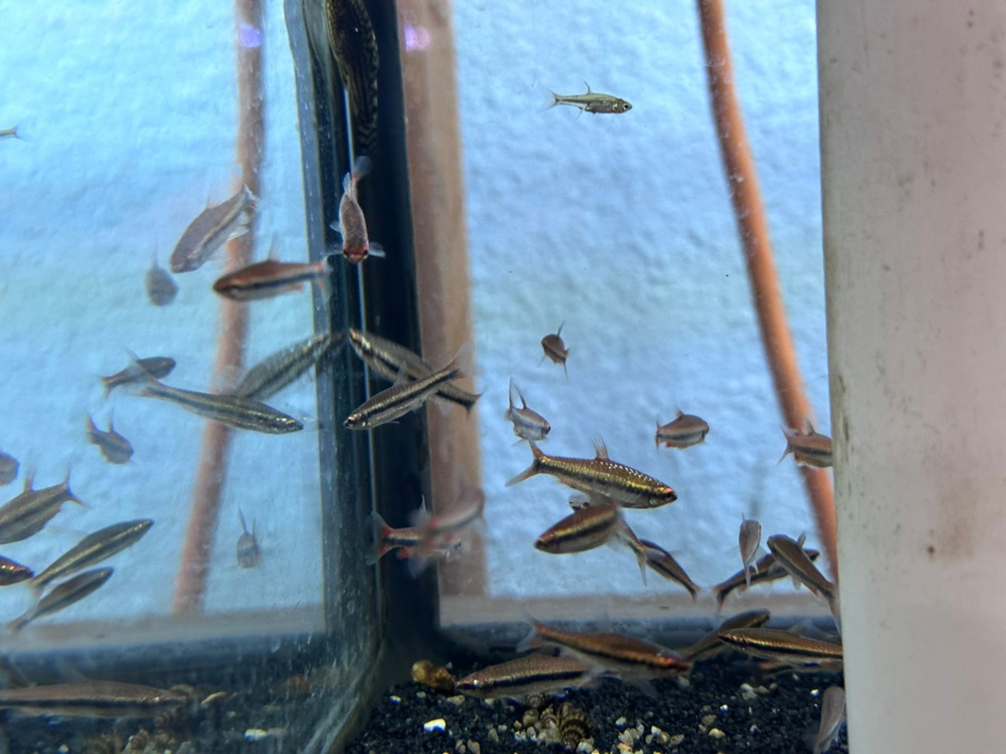 Beckford's Red Pencil Fish