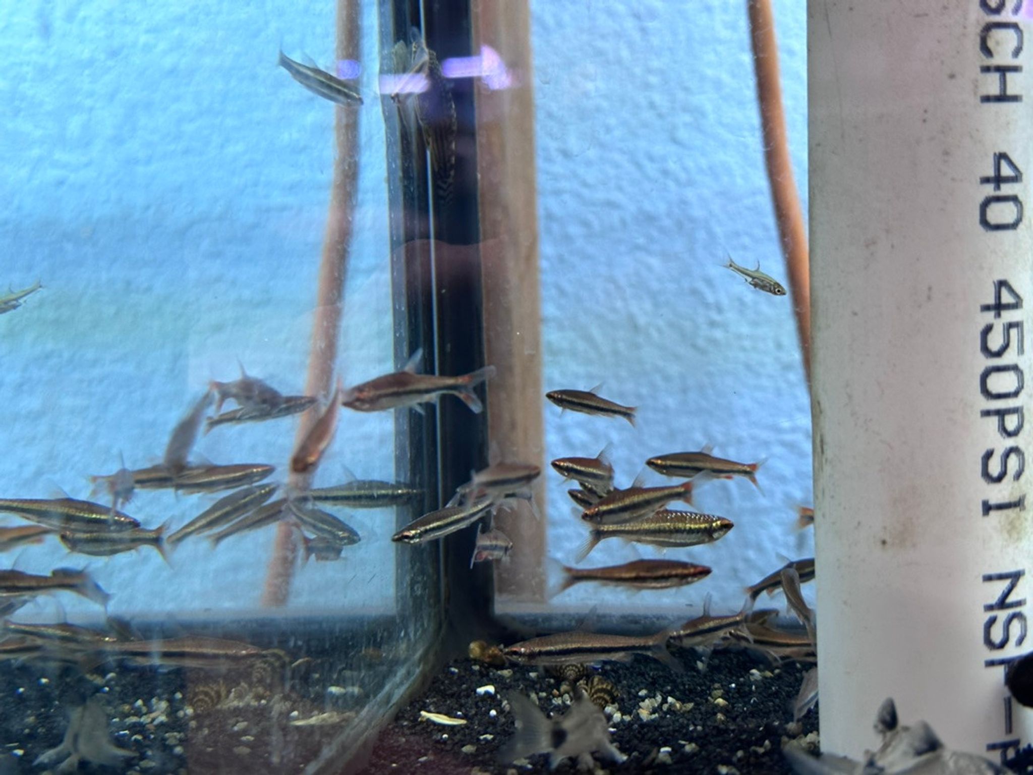Beckford's Red Pencil Fish