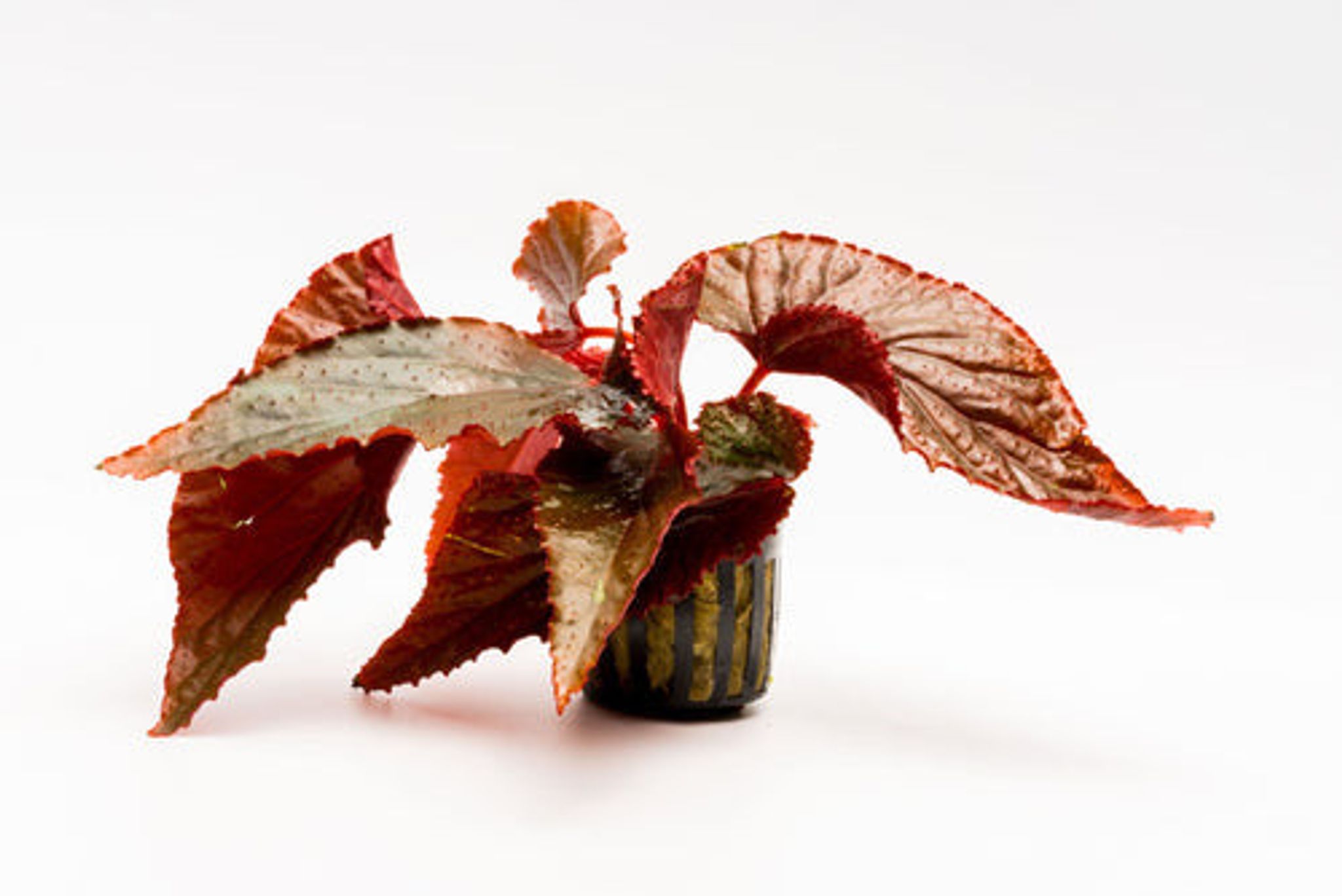 Begonia Arabian Sunset