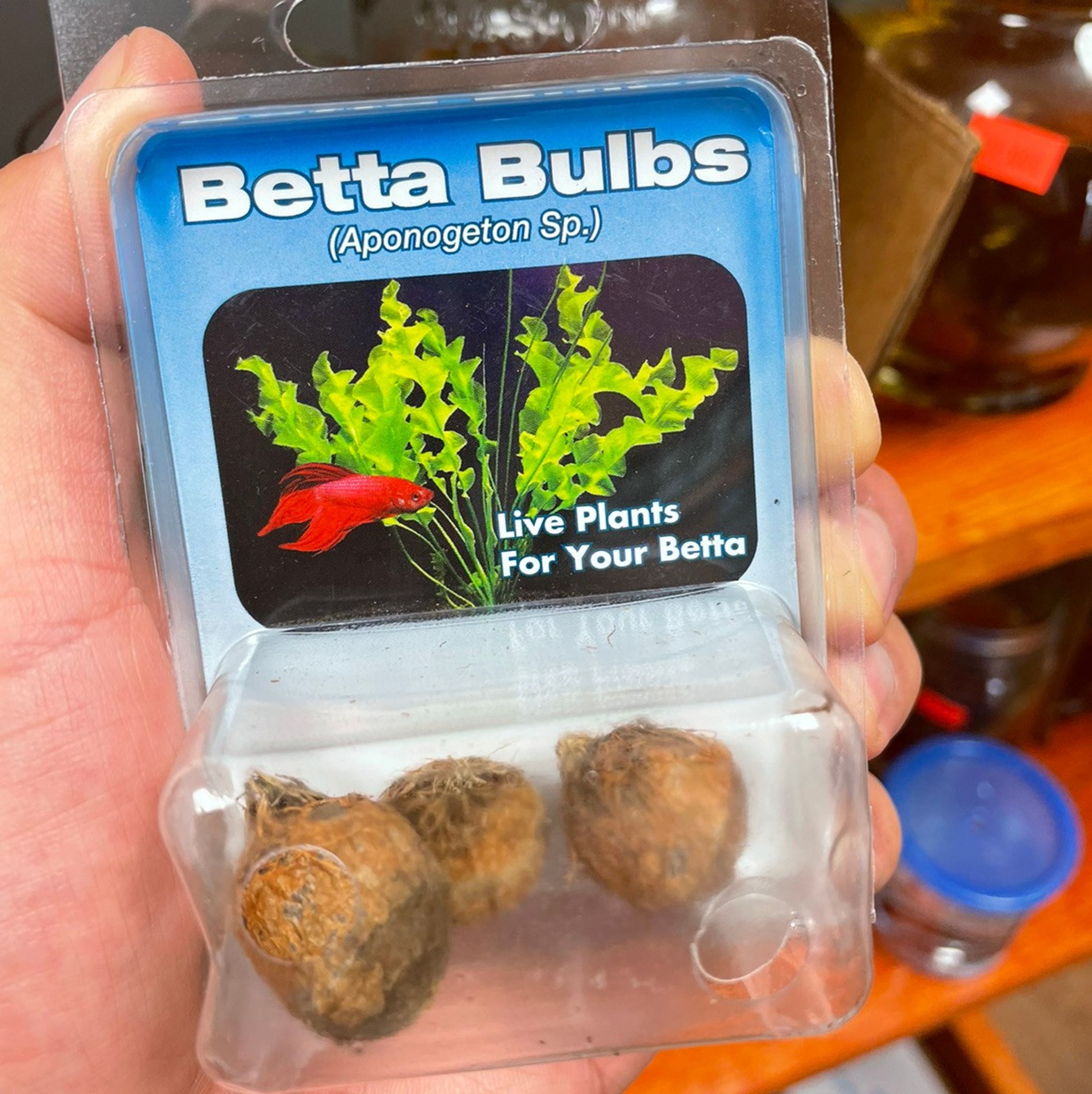Betta Bulbs - Aponogeton Sp.