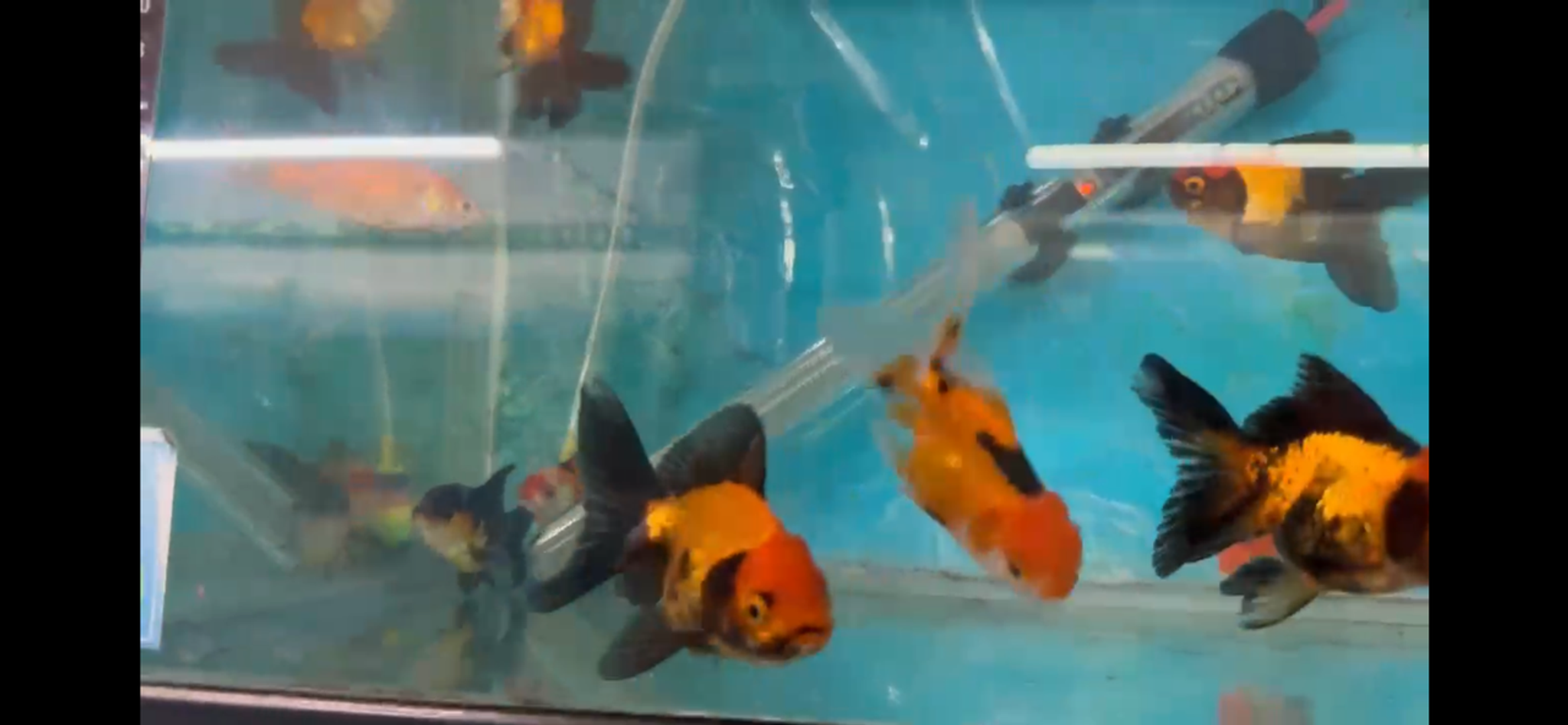 Bi-Color Oranda Goldfish – XL