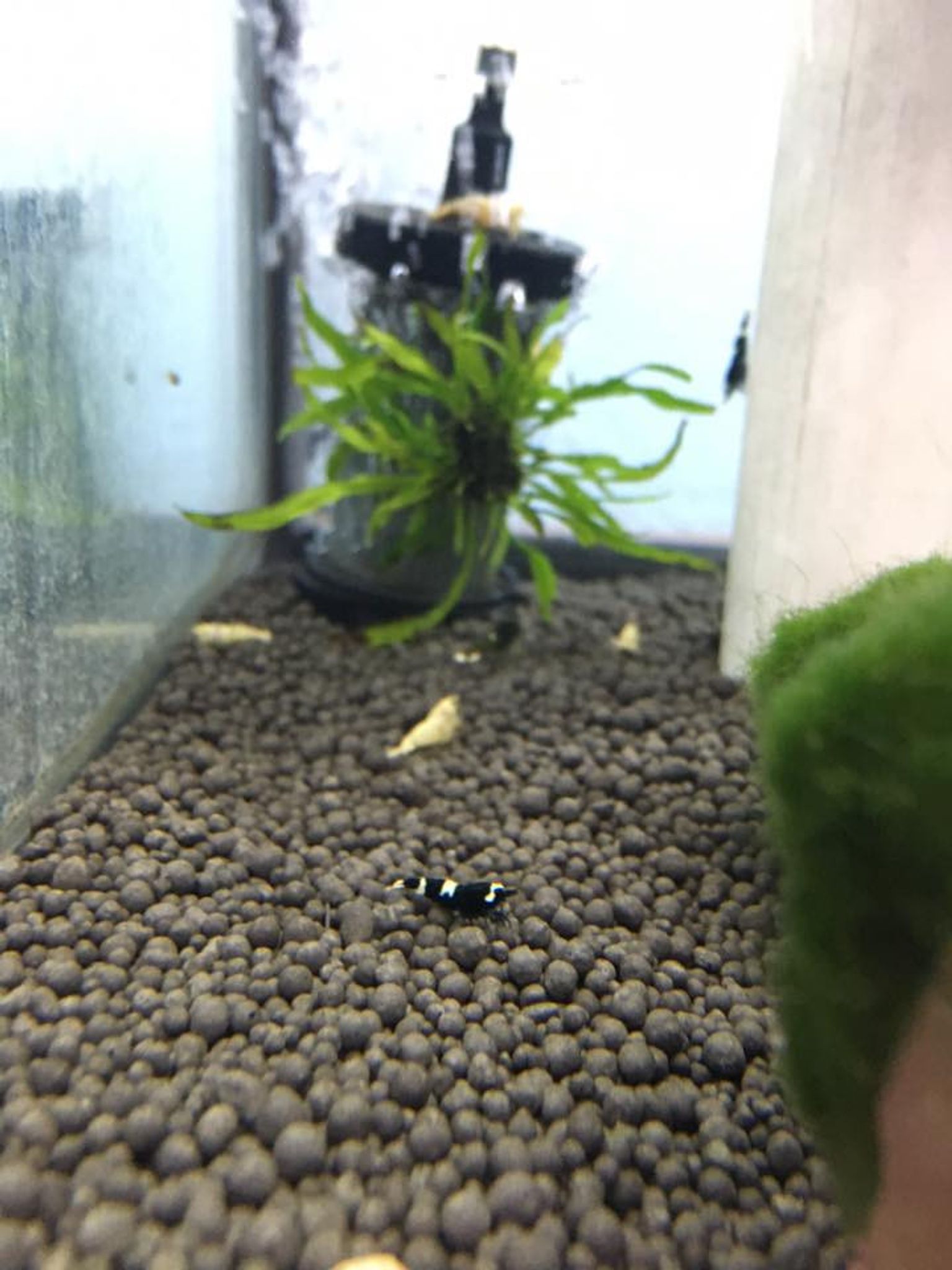 BKK Black King Kong Shrimp