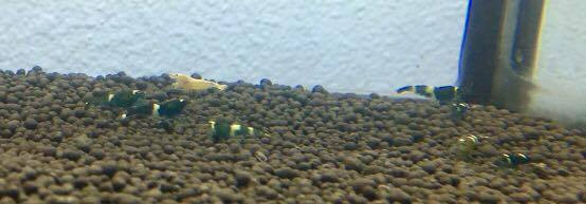 BKK Black King Kong Shrimp