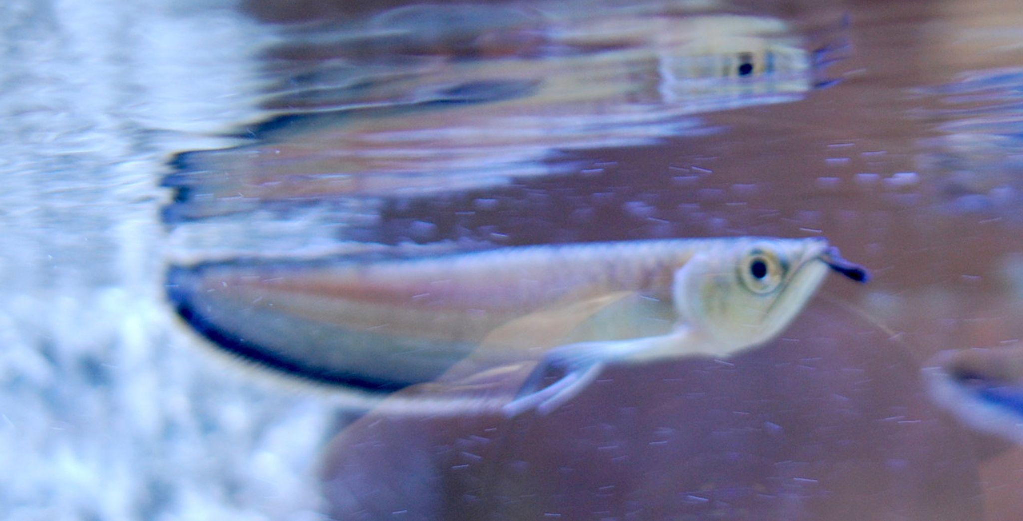 Black Arowana - Juvenile