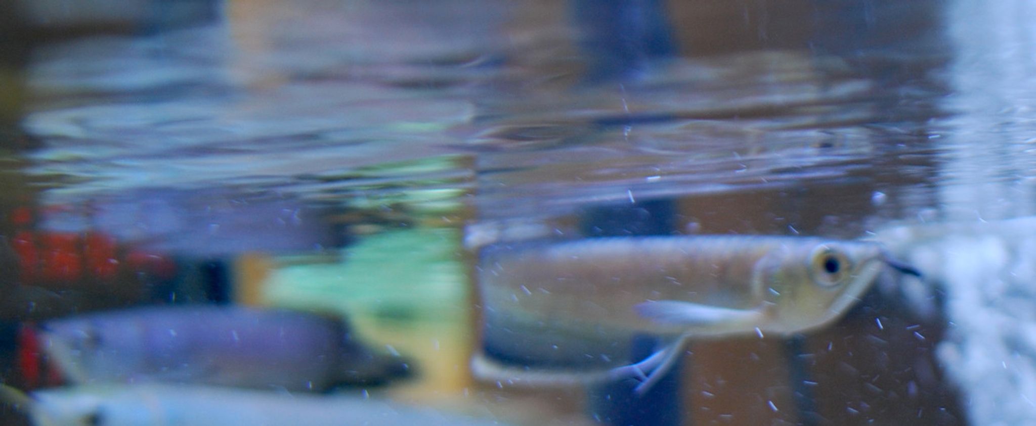 Black Arowana - Juvenile
