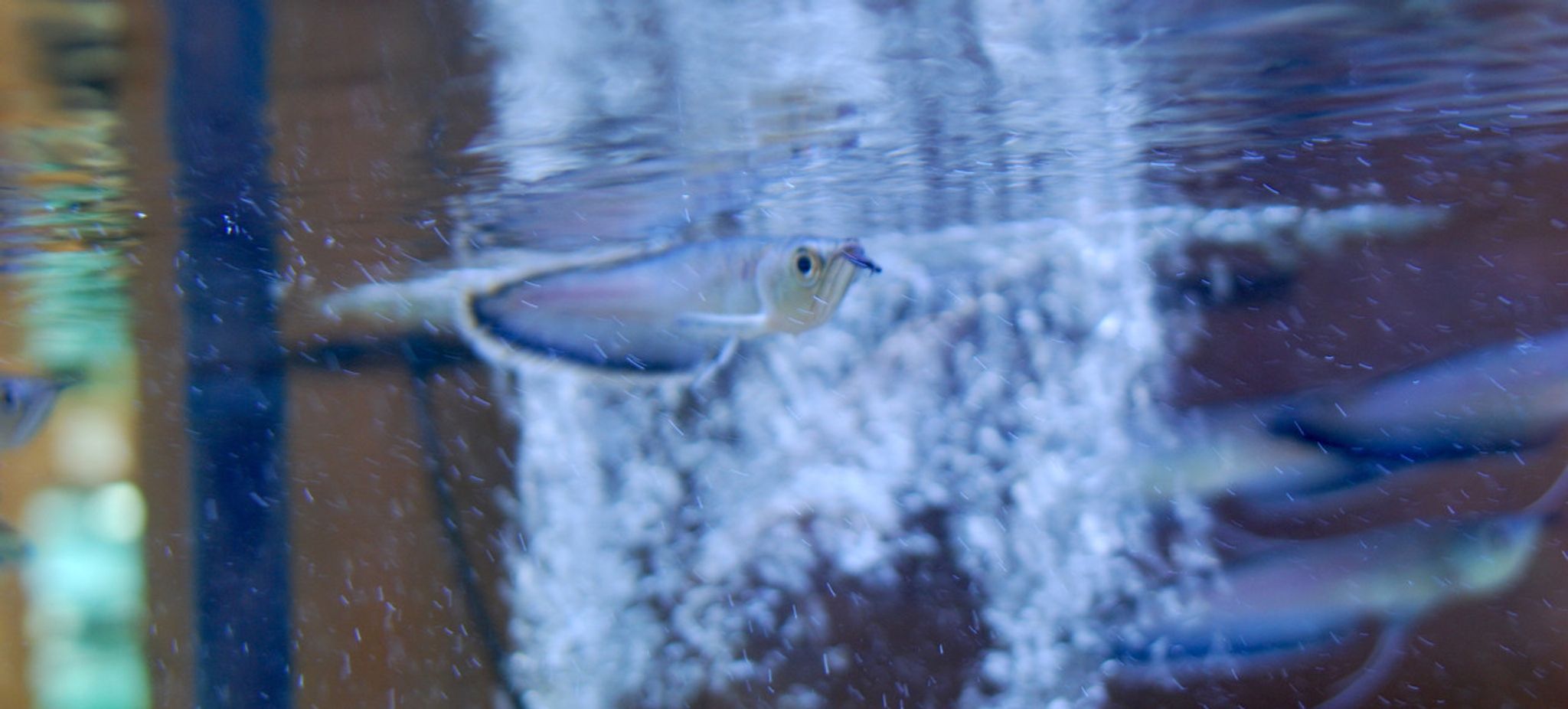 Black Arowana - Juvenile