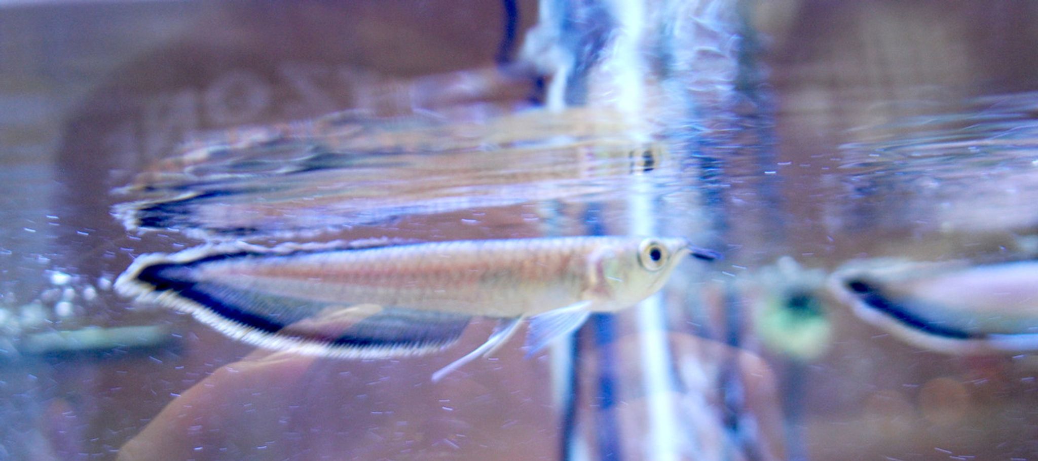 Black Arowana - Juvenile