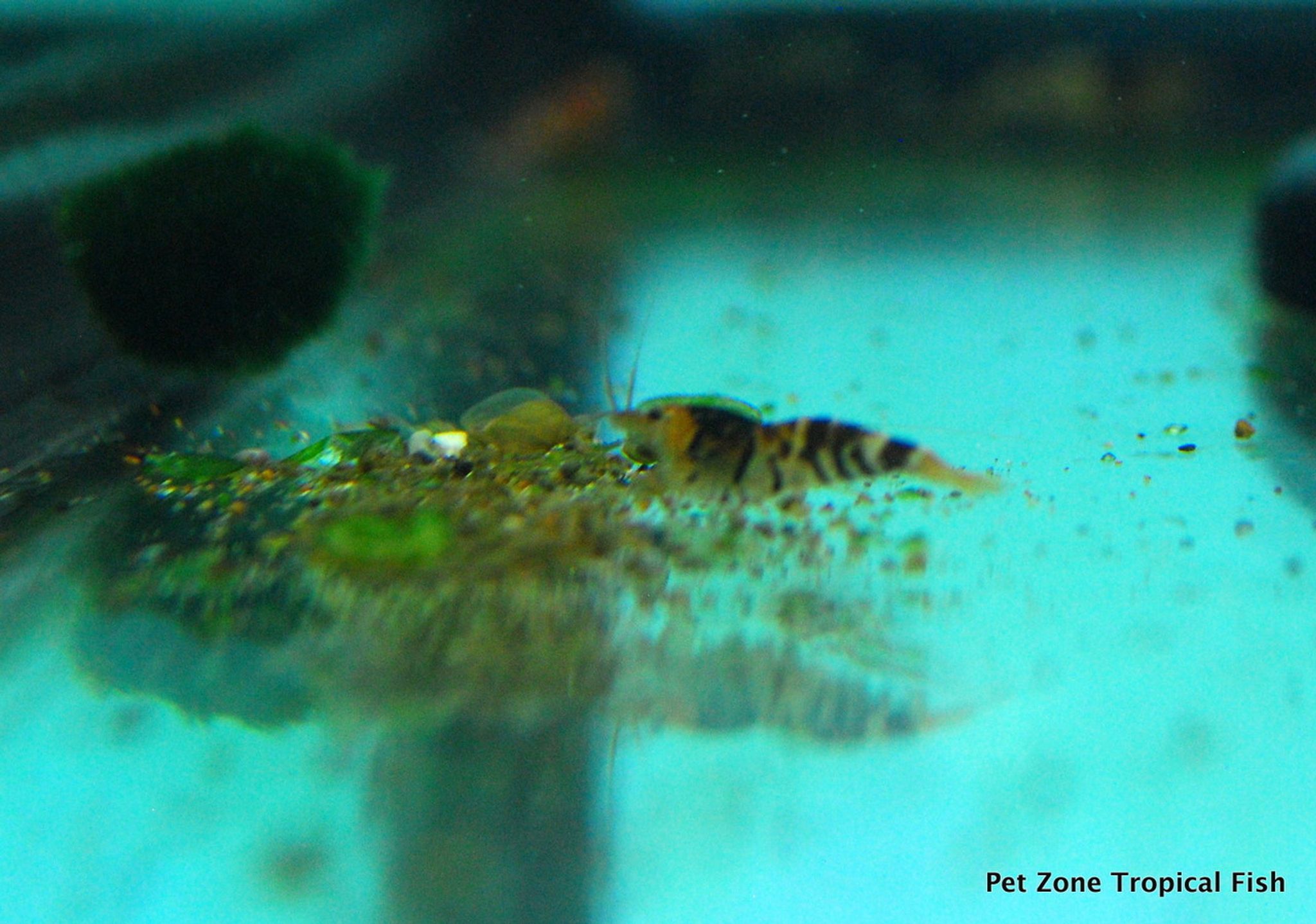 Black Fancy Tiger Shrimp