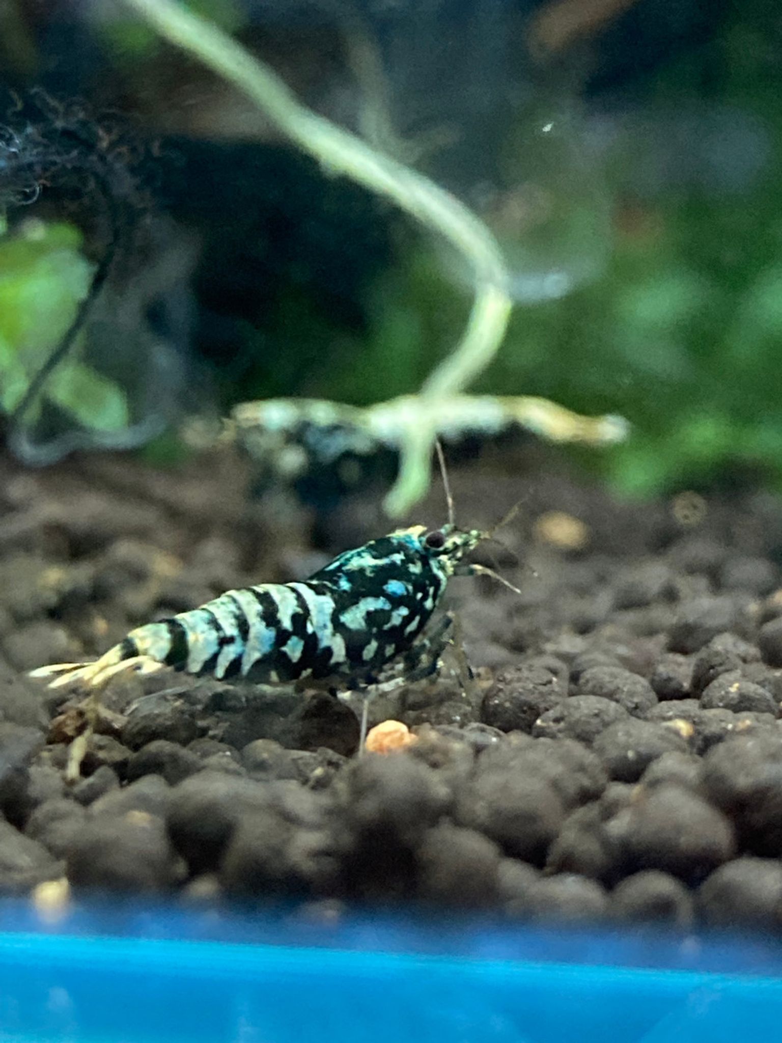Black Fishbone Galaxy Shrimp