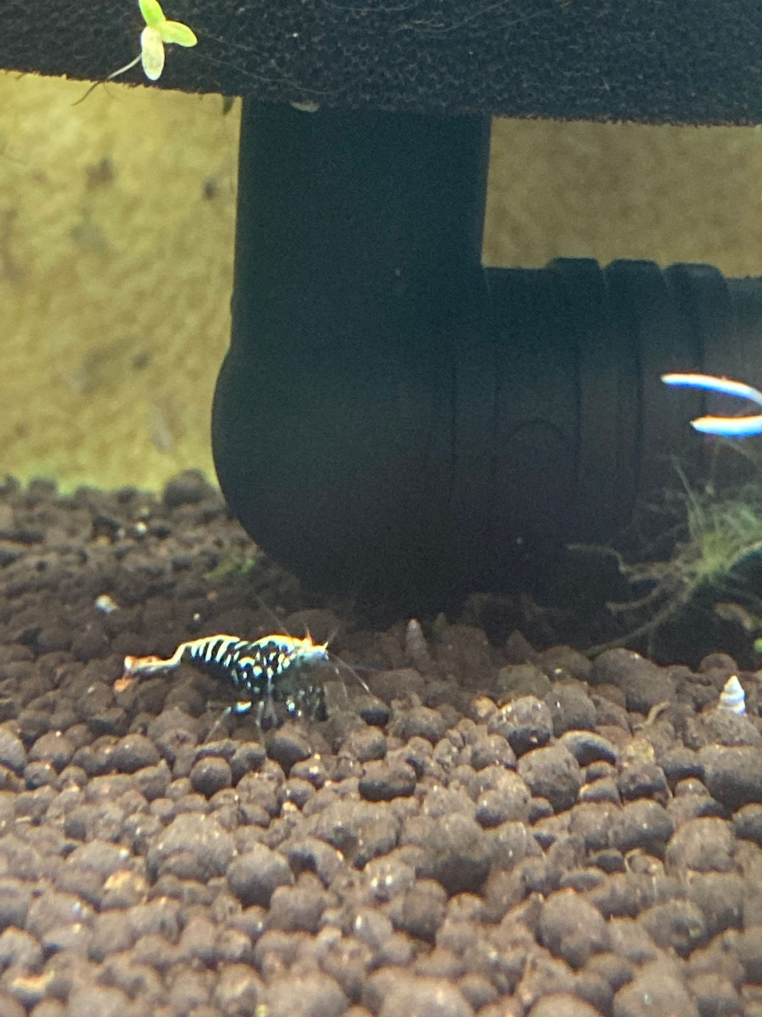 Black Fishbone Galaxy Shrimp