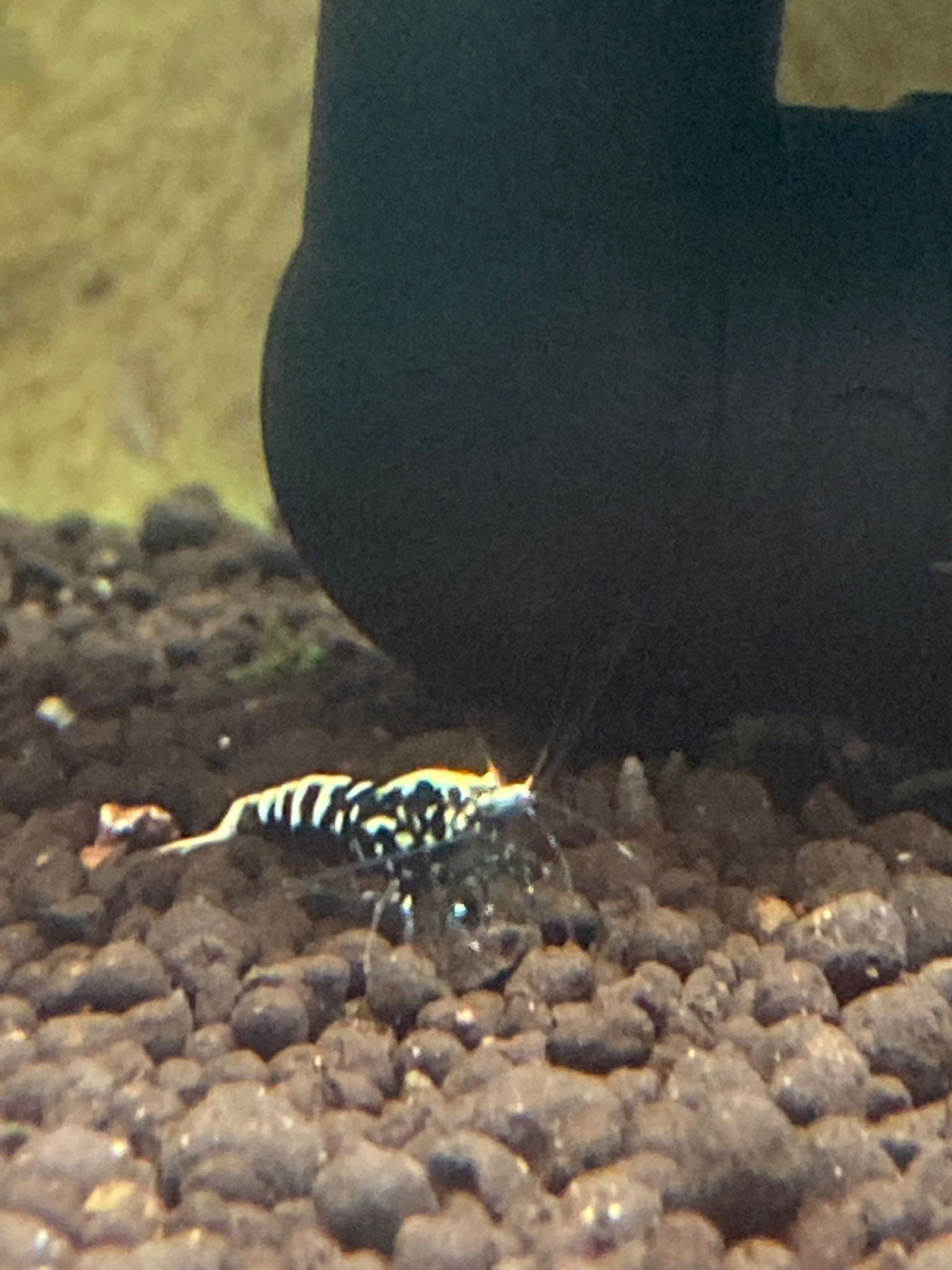 Black Fishbone Galaxy Shrimp