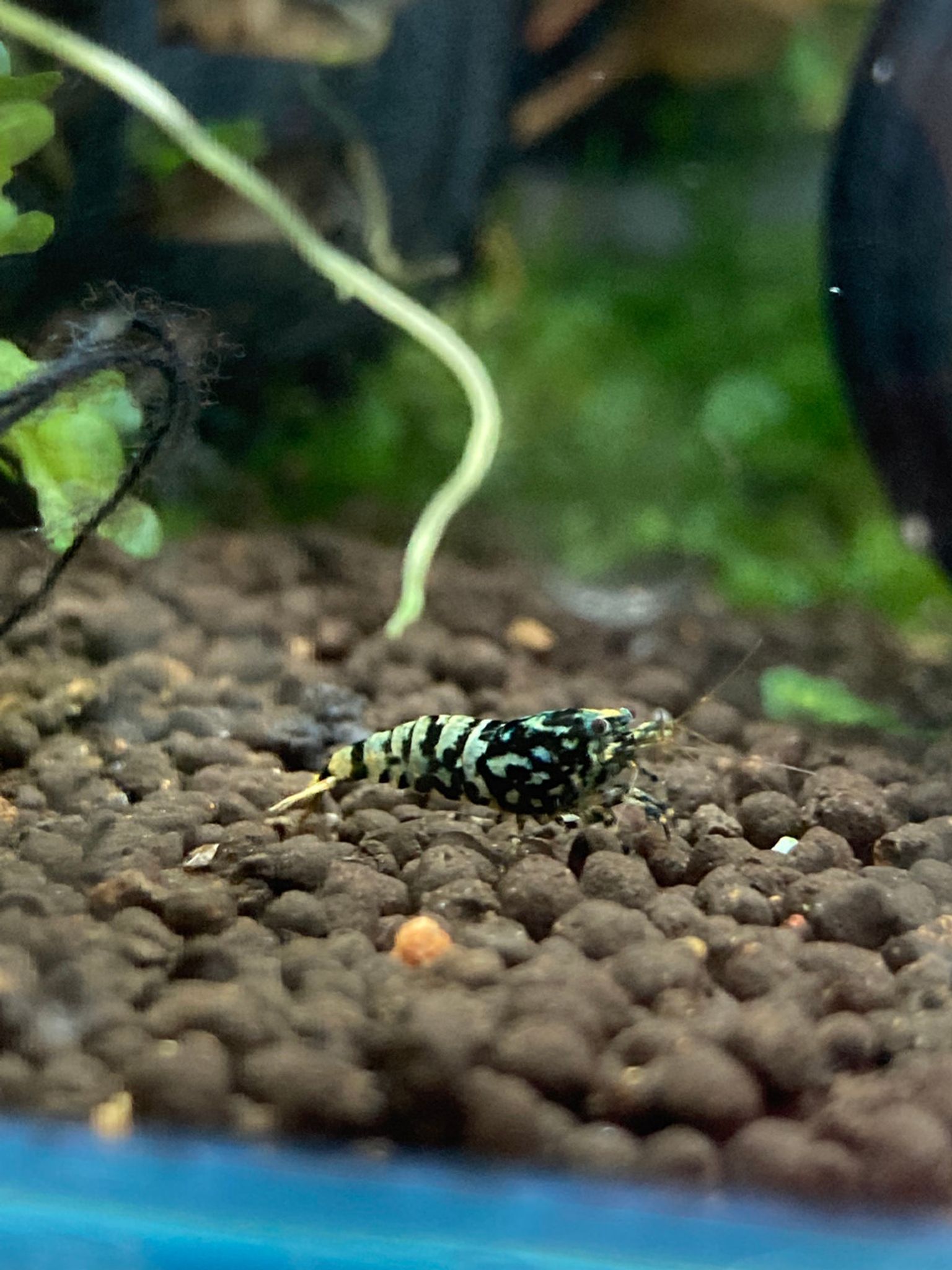 Black Fishbone Galaxy Shrimp