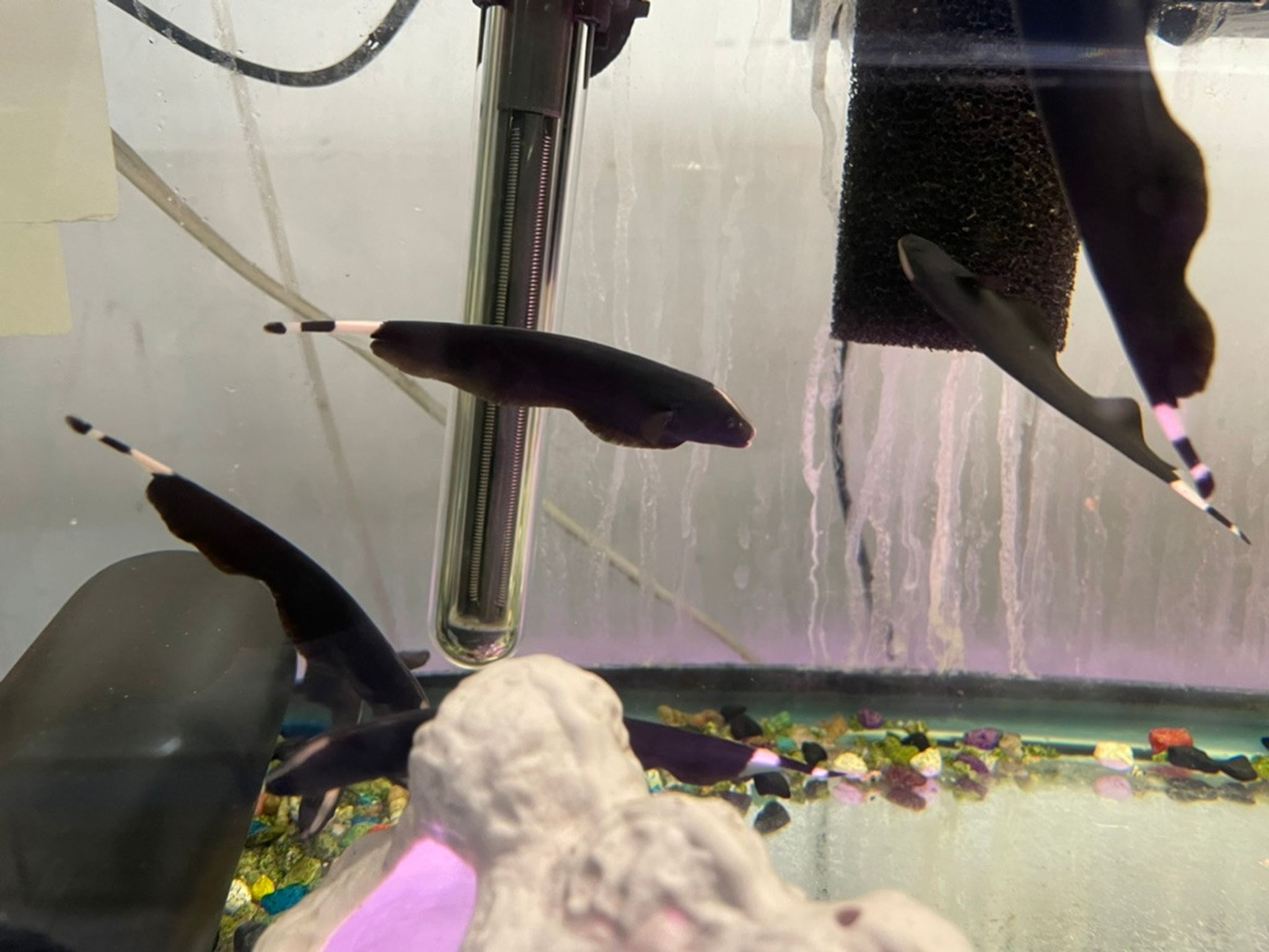 Black Ghost Knifefish