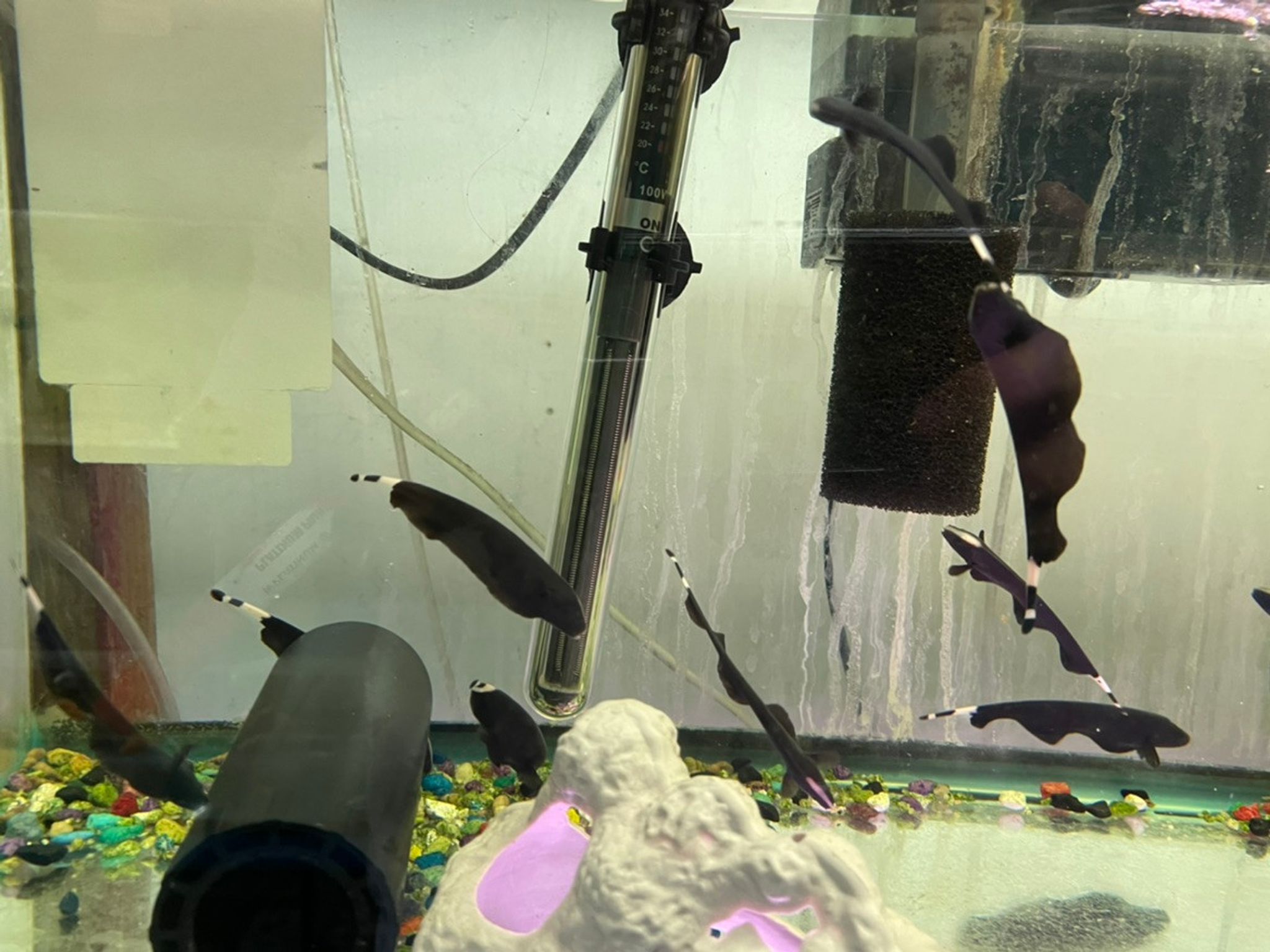 Black Ghost Knifefish