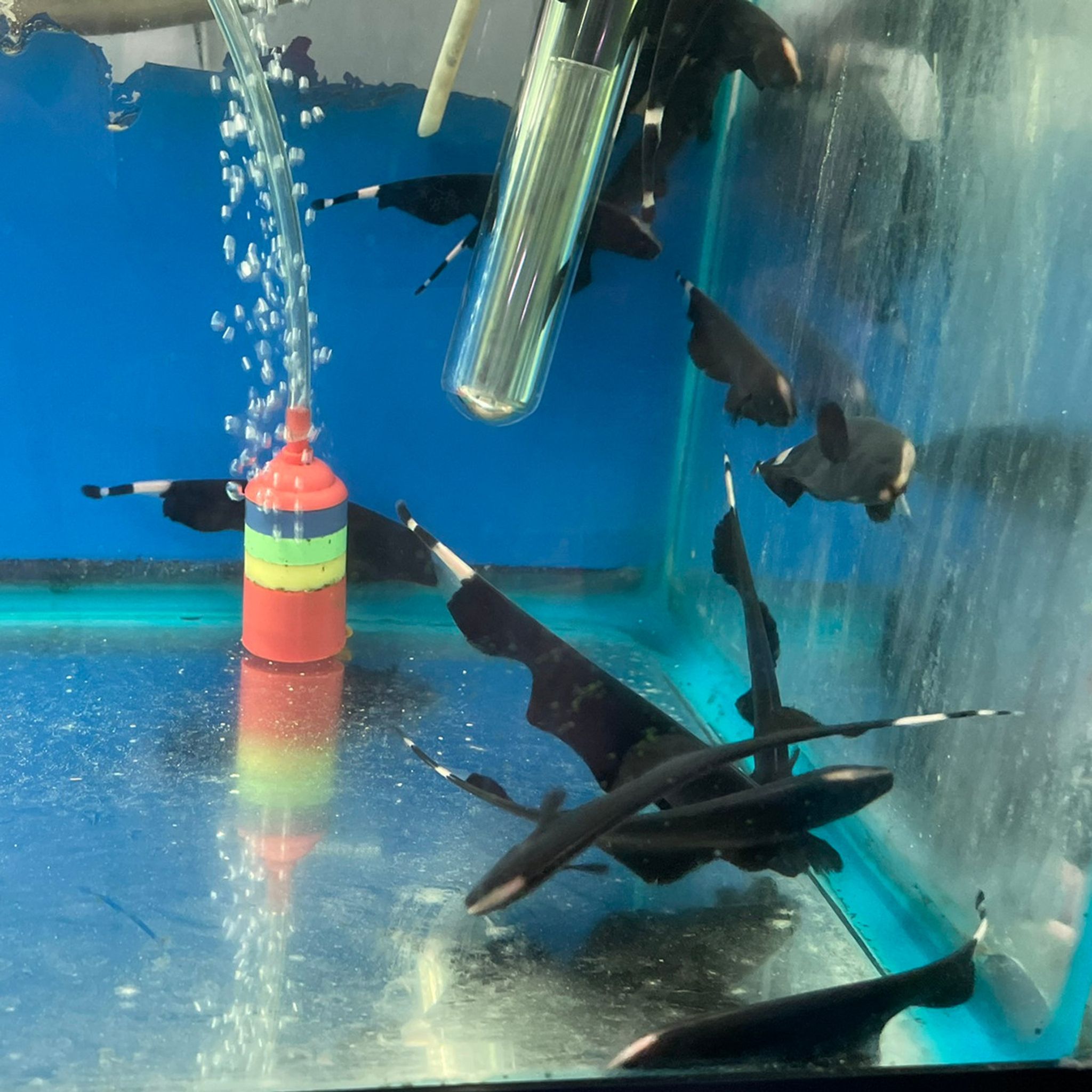 Black Ghost Knifefish