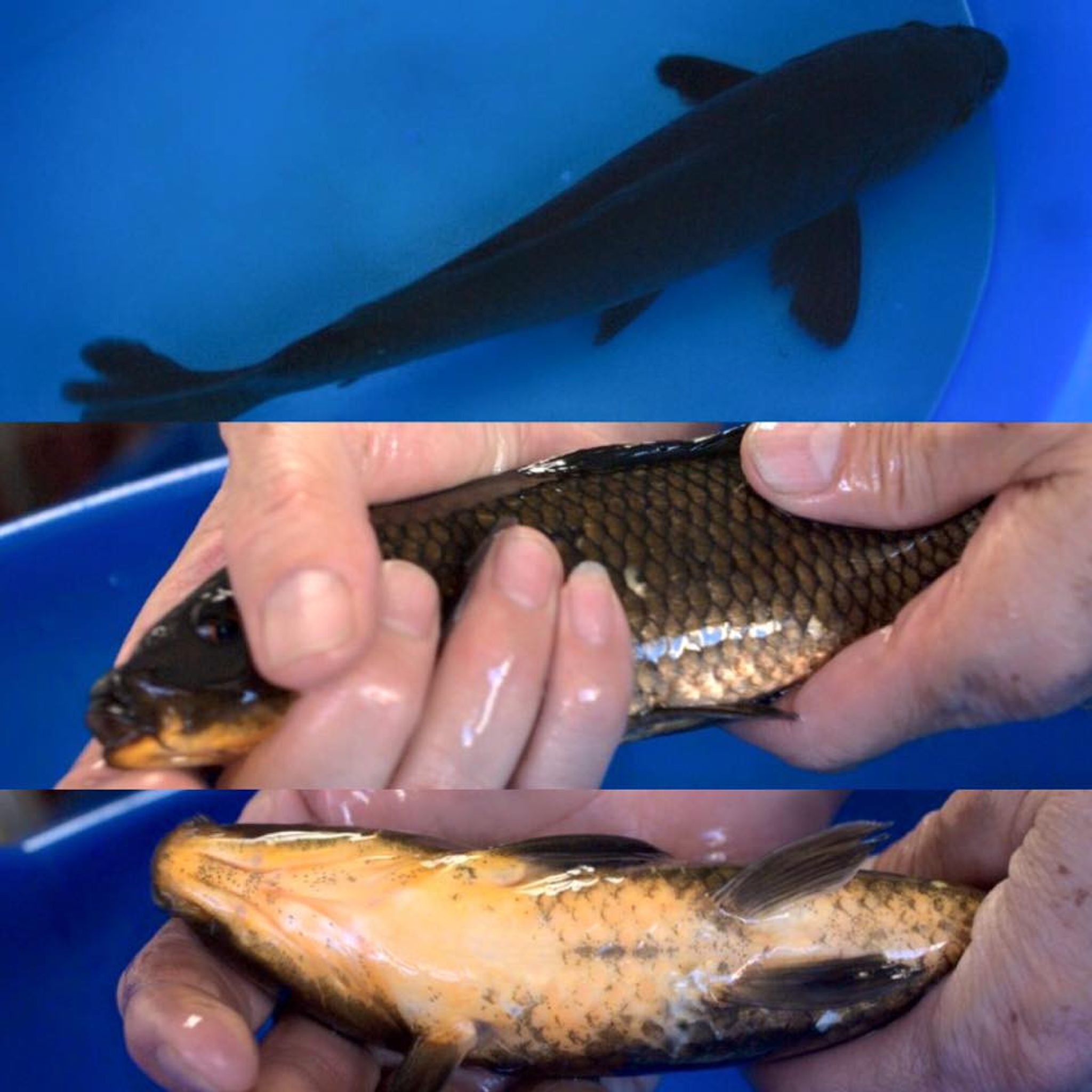 Black Koi Fish