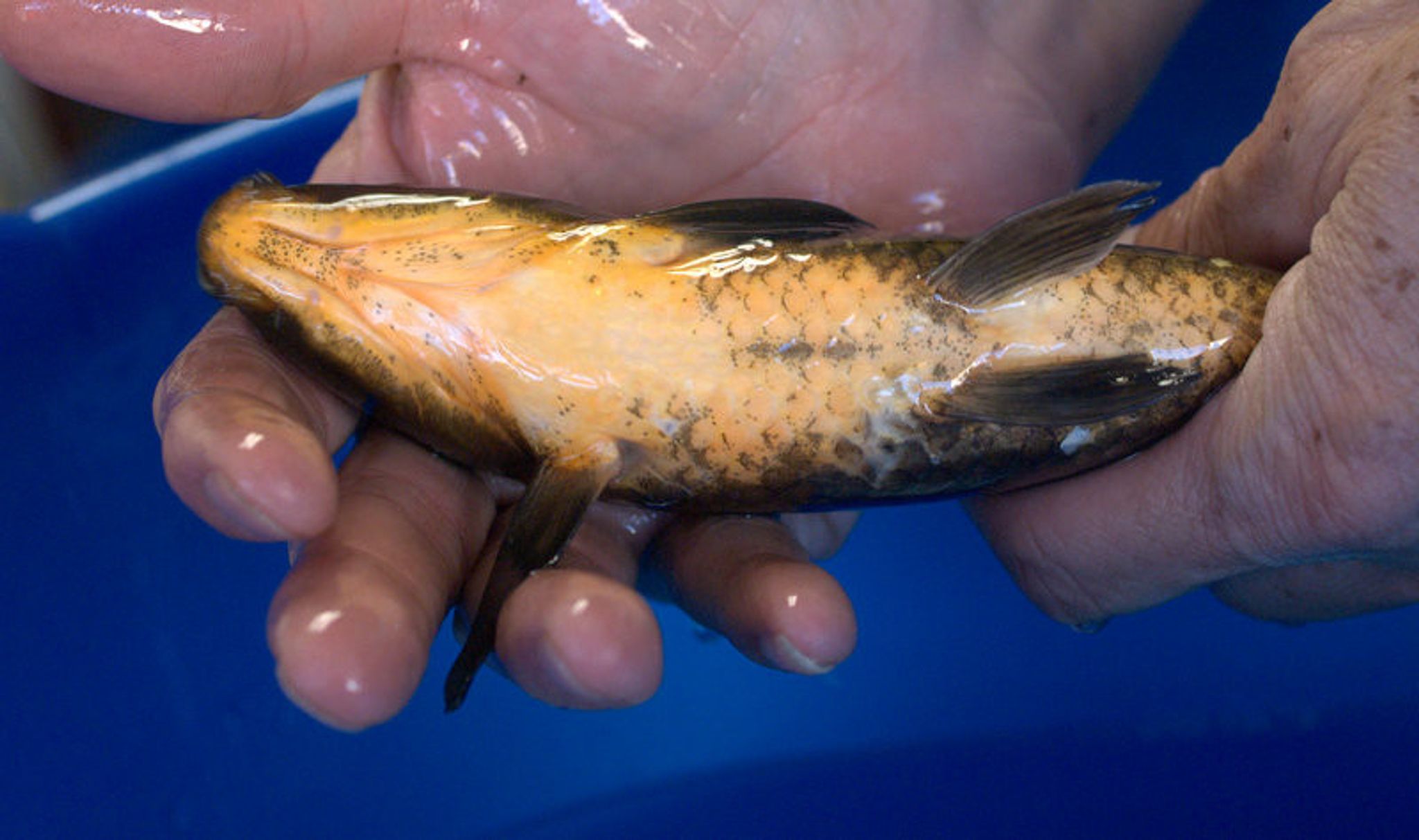 Black Koi Fish